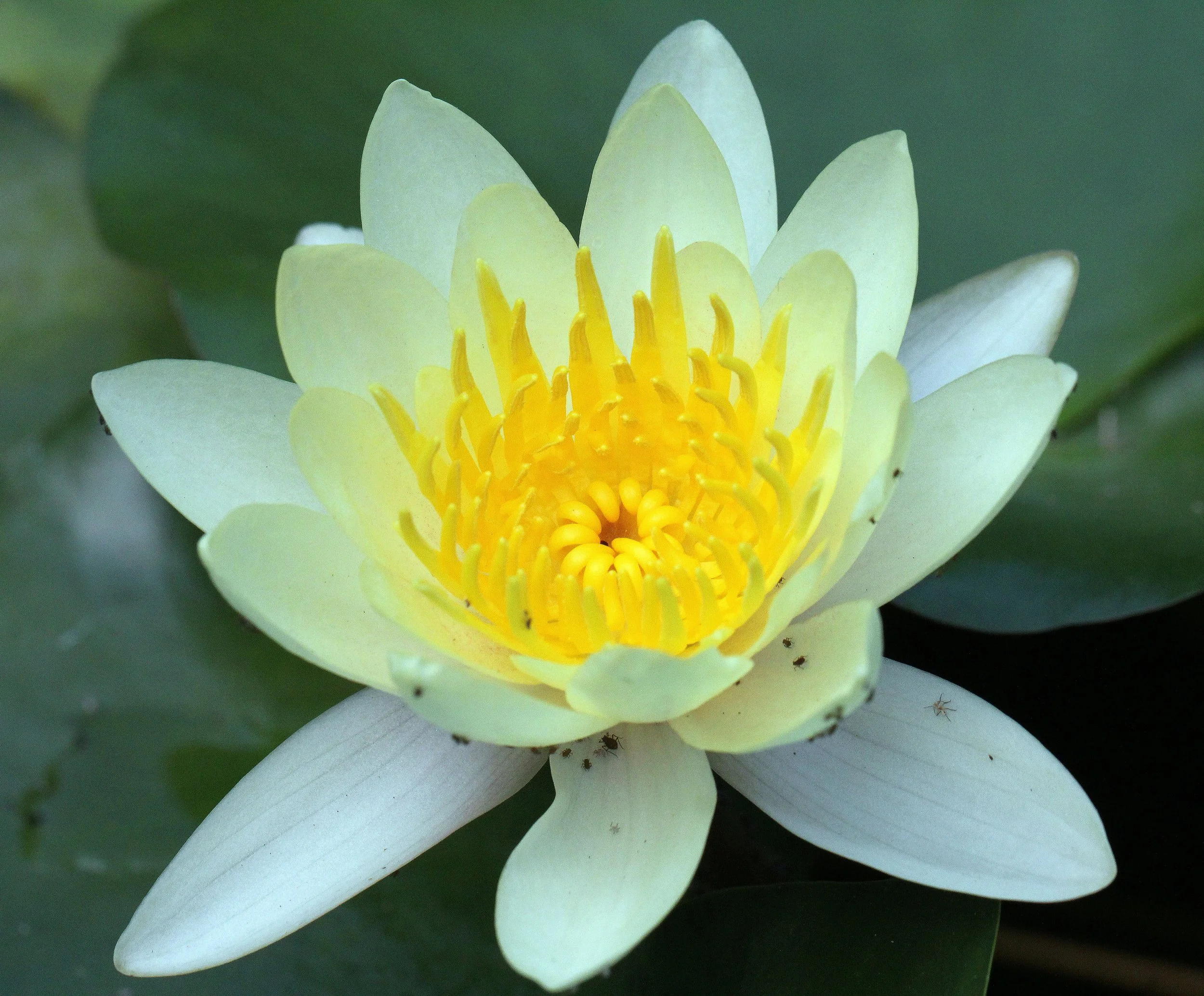 2013 Cha'am and Petchaburi with Family & Friends (116).JPG