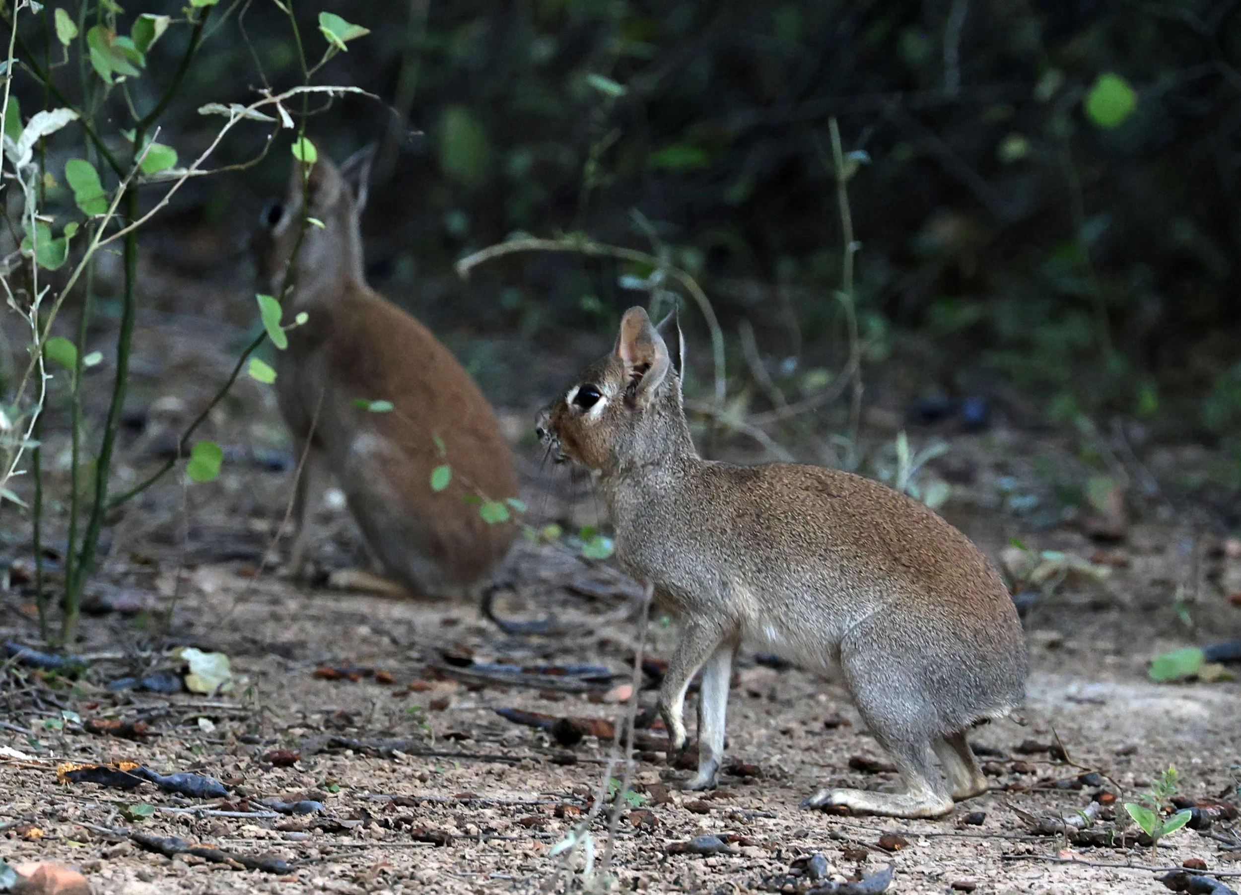 Chacoan Mara (Dolichotis salinicola) Hotel Campestre Iparoma Paraguay (14).jpg