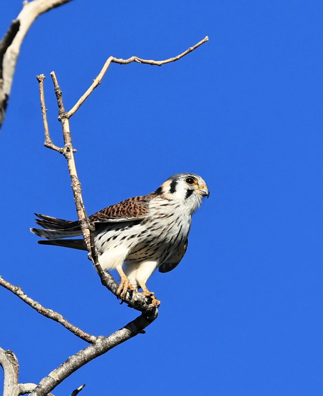 American Kestrel (Falco sparverius) Fortin Toledo Paraguay (1).jpg