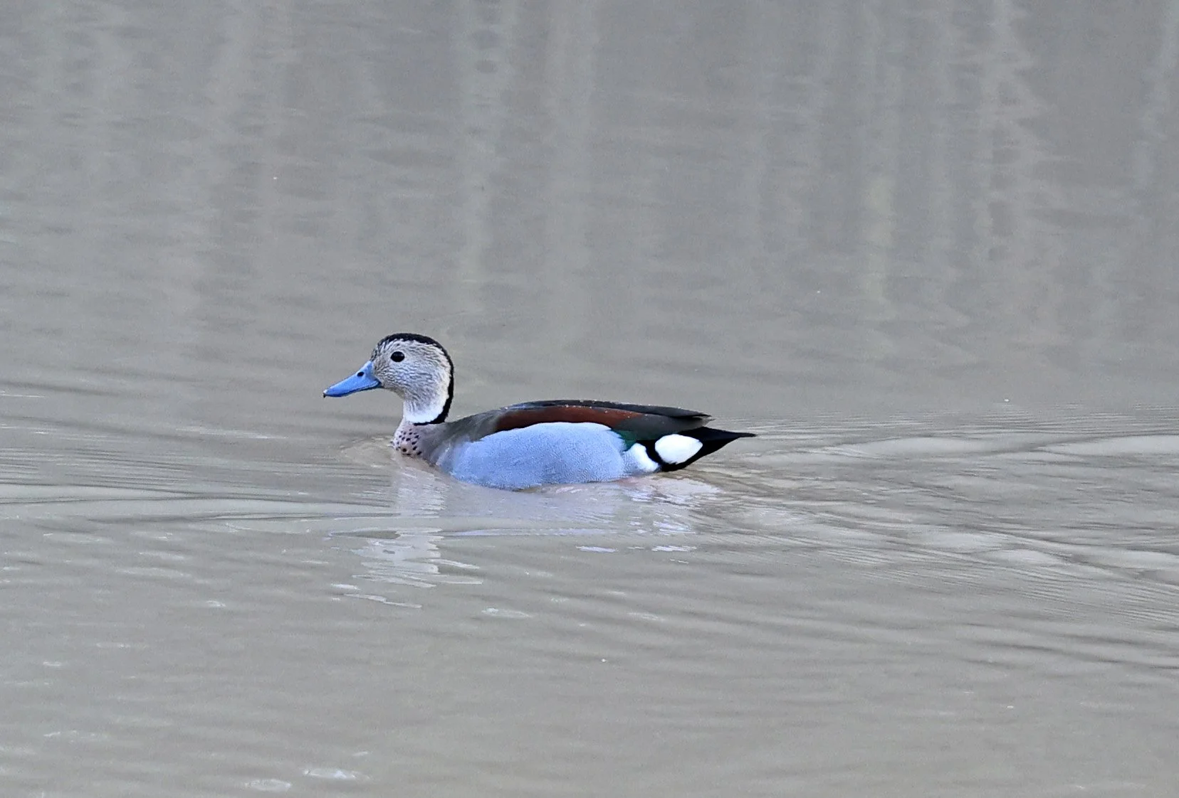 Ringed Teal (Callonetta leucophrys) Hotel Iparoma Campestre Paraguay (12).jpg