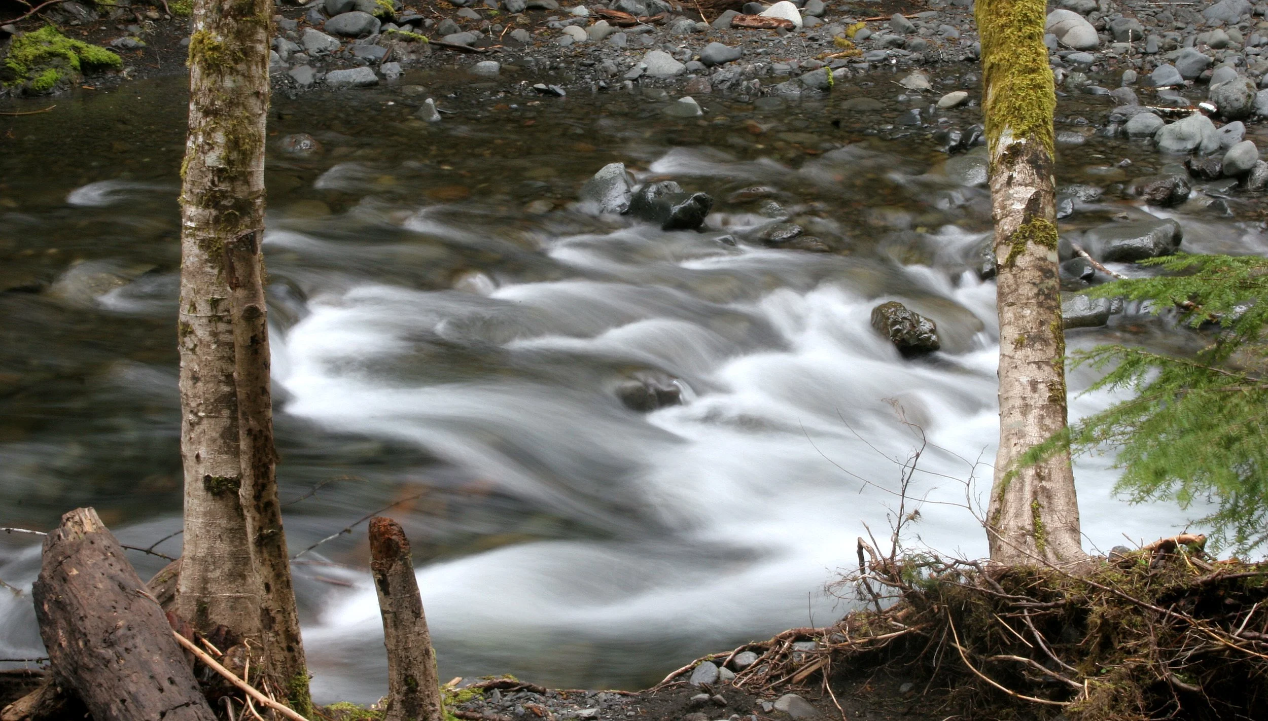 BARNES CREEK AND SURROUNDING FOREST (34).JPG