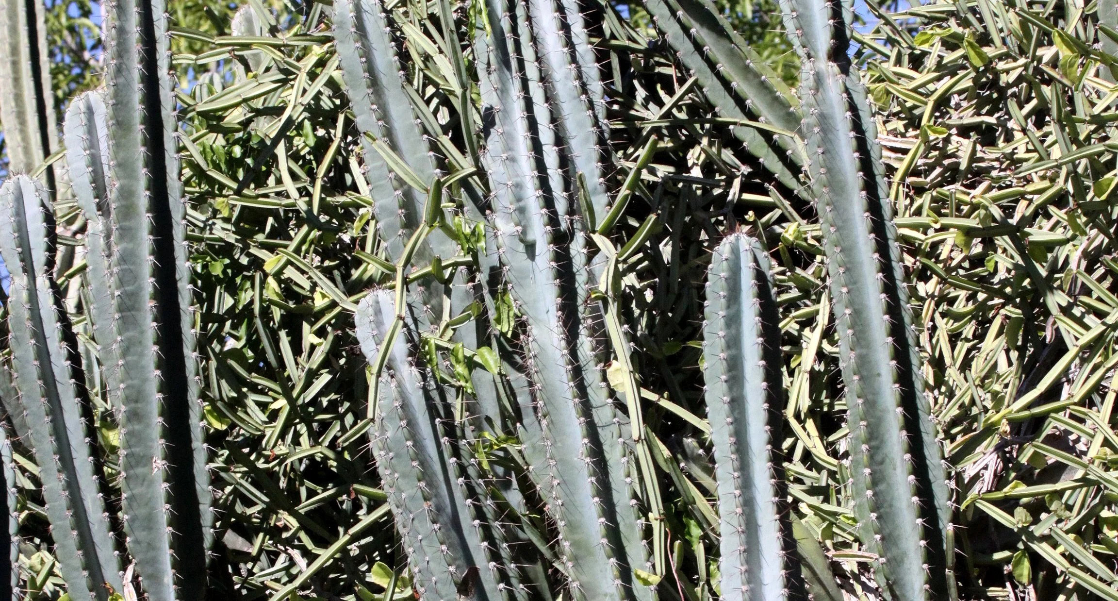 PLANT - CACTUS SPECIES - BERENTY RESERVE MADAGASCAR (2).JPG
