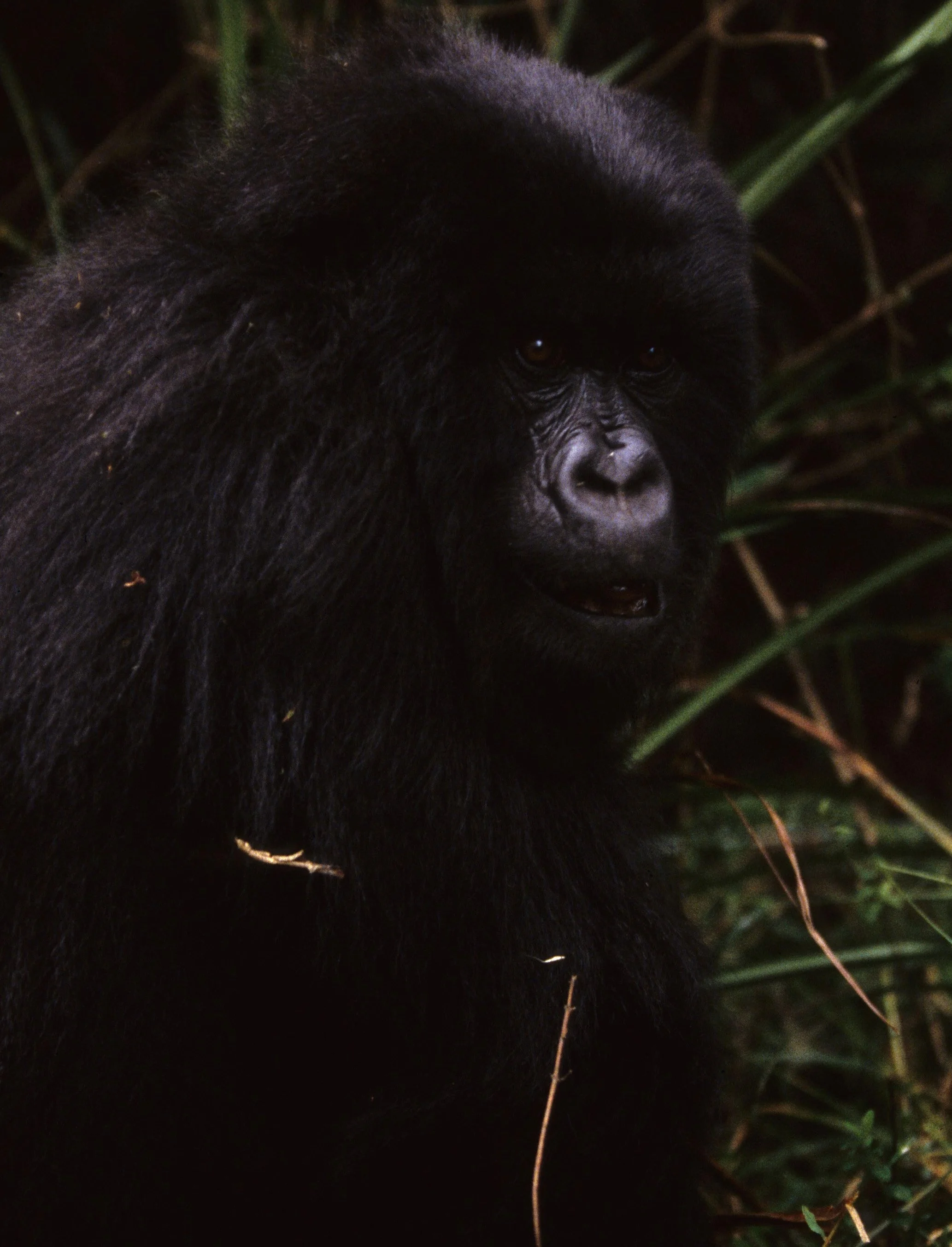 PRIMATE - GORILLA-RWANDA PARC DU VULCANS (107).jpg