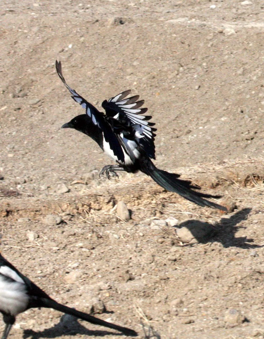 BIRD - MAGPIE - BLACK MAGPIE - SEOUL KOREA.JPG