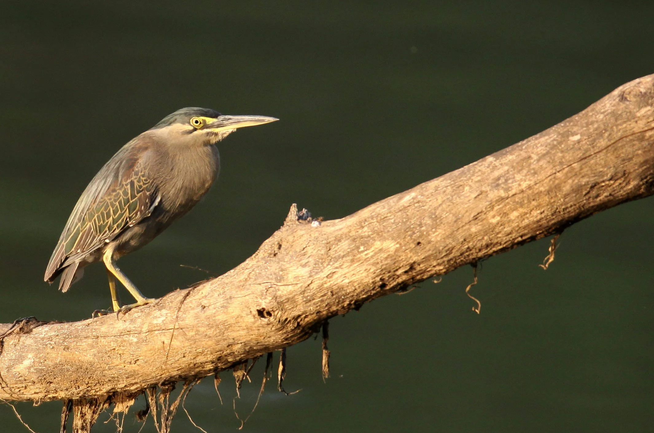 HERON - LITTLE HERON - Butorides striata - KAZIRANGA NATIONAL PARK ASSAM INDIA (7).JPG