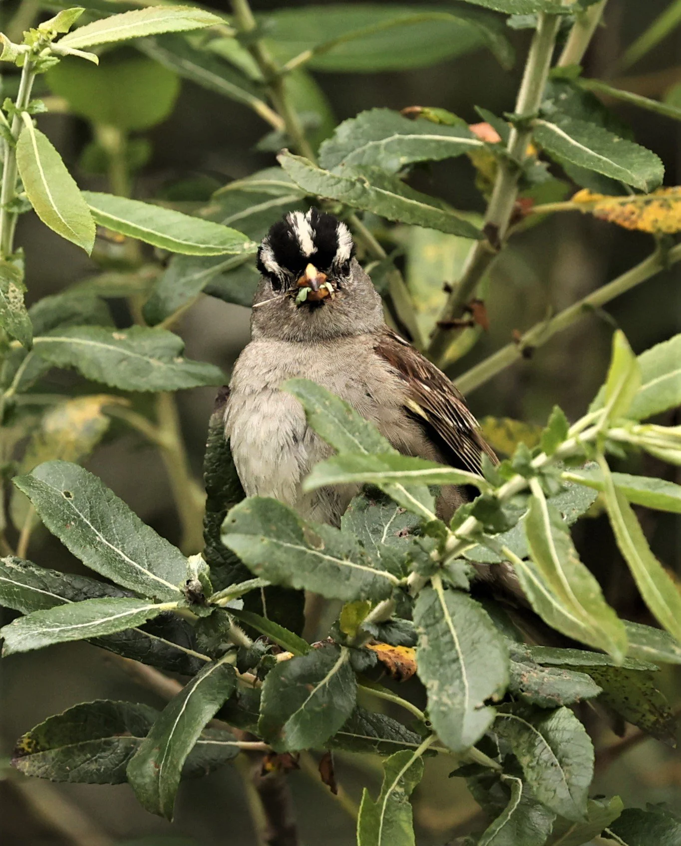 White-crowned Sparrow (Zonotrichia leucophrys) Humboldt Bat NWR California (4).jpg