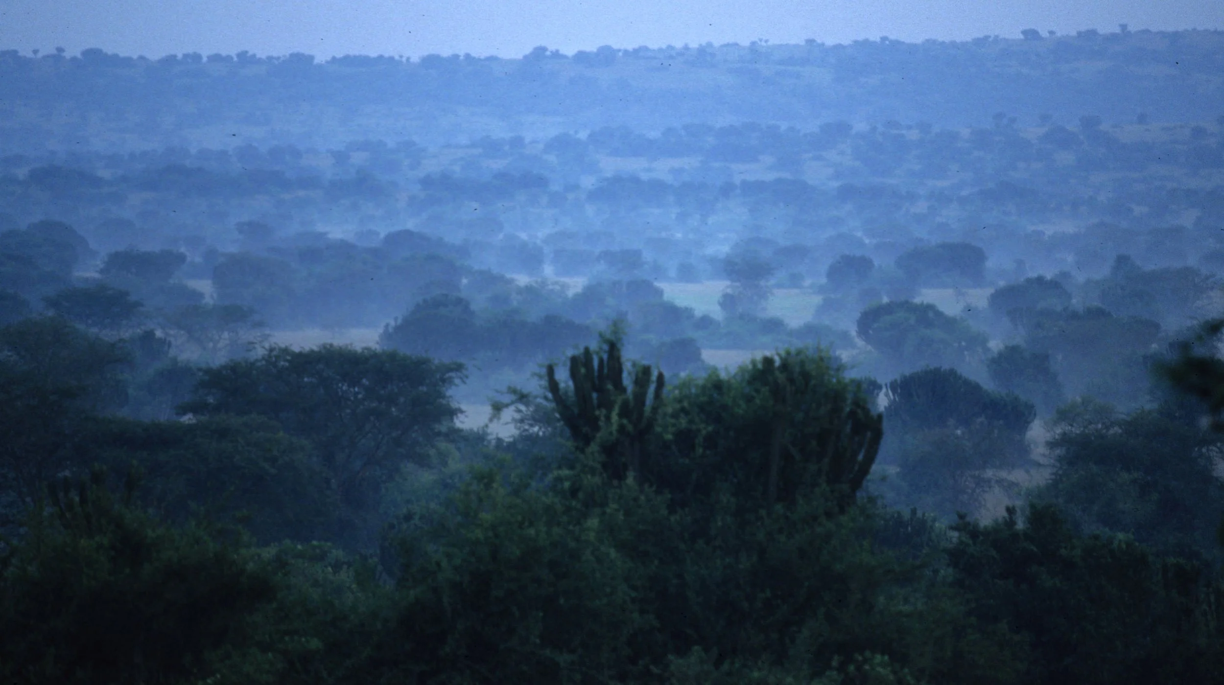 UGANDA - SCRUB FOREST C.jpg