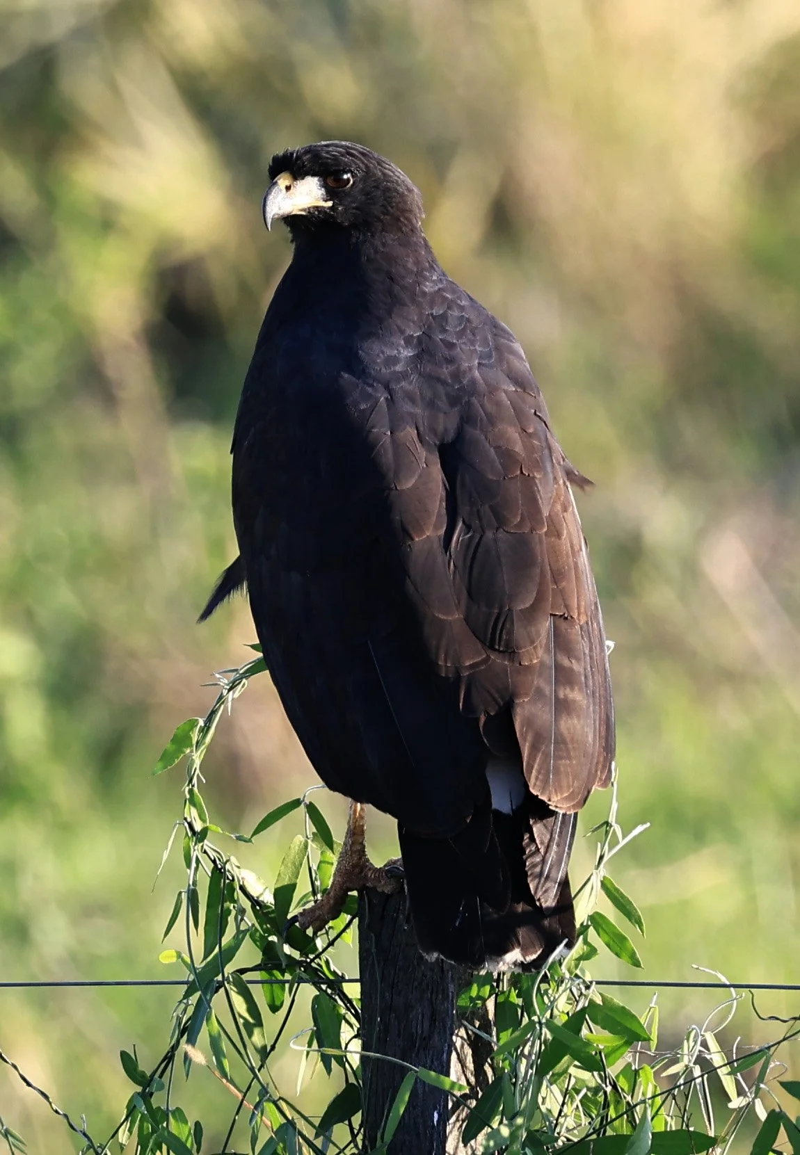 Great Black Hawk (Buteogallus urubitinga) Wetlands along Road between Pozo Colorado & Asuncion (8).jpg