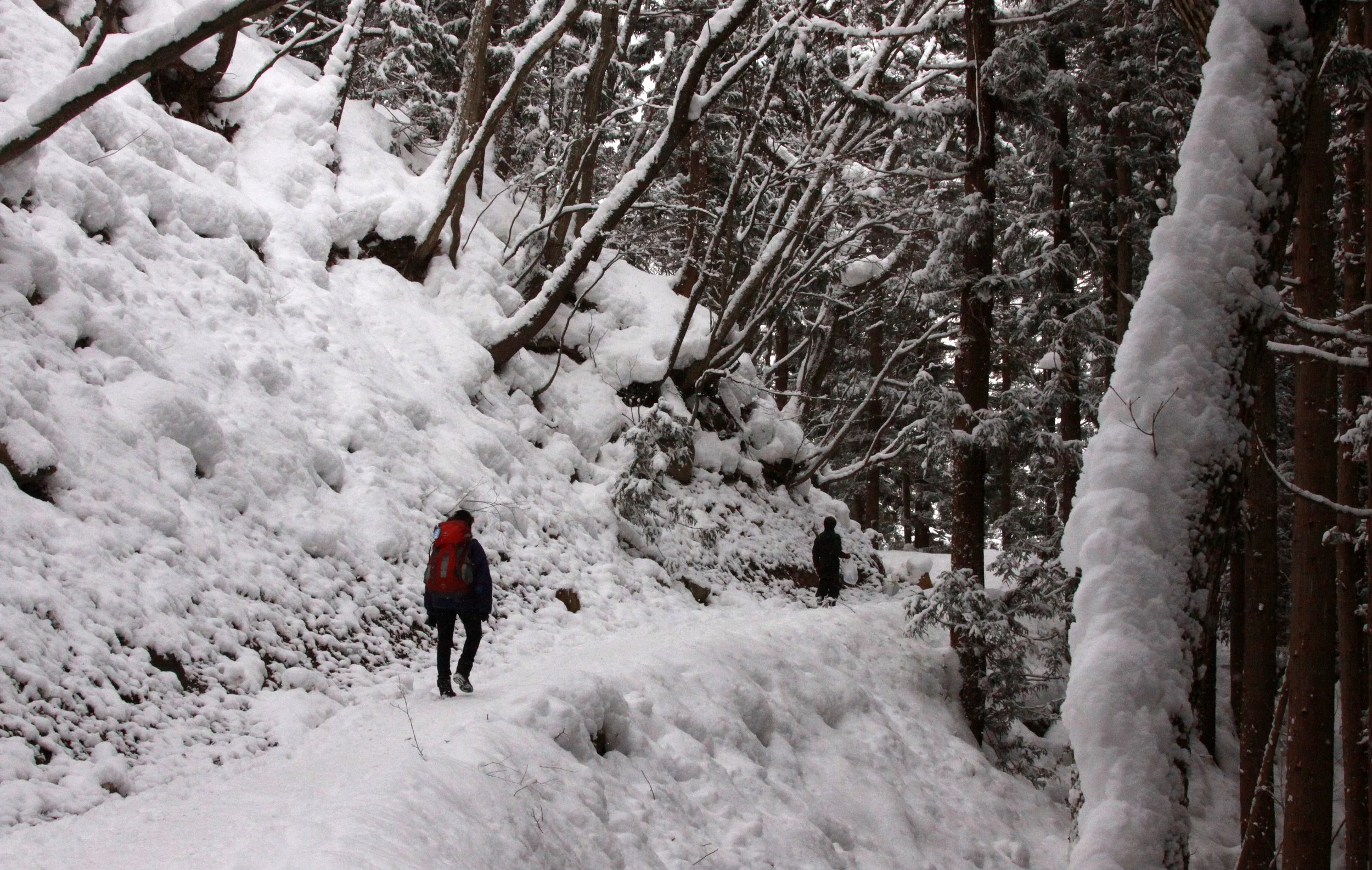 JIGOKUDANI ONSEN - NAGANO PREFECTURE JAPAN - FOREST SCENCES (31).JPG