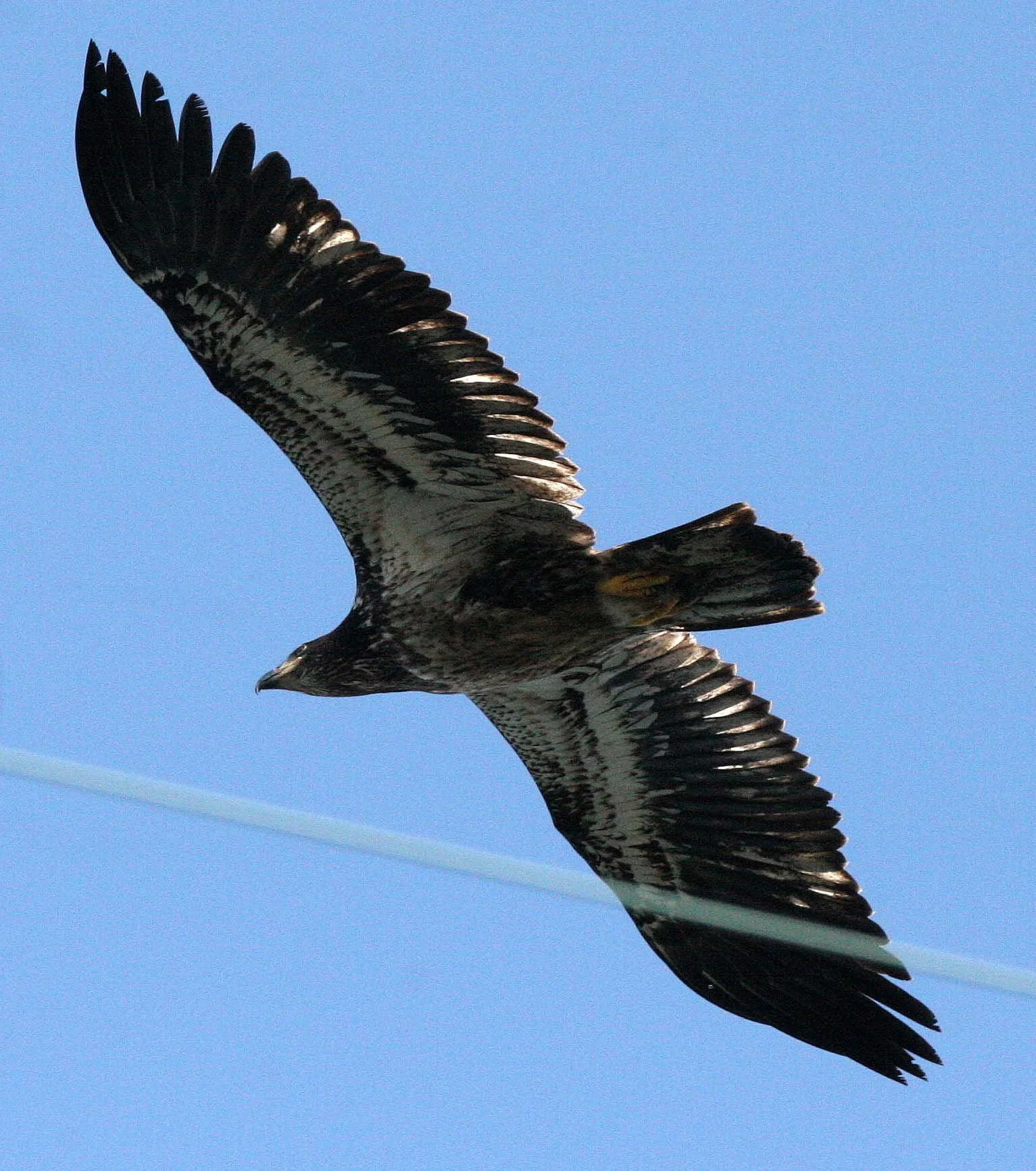 BIRD - EAGLE - BALD EAGLE - FISHING HUMBOLT SQUID - SEQUIM BAY WA (56).JPG