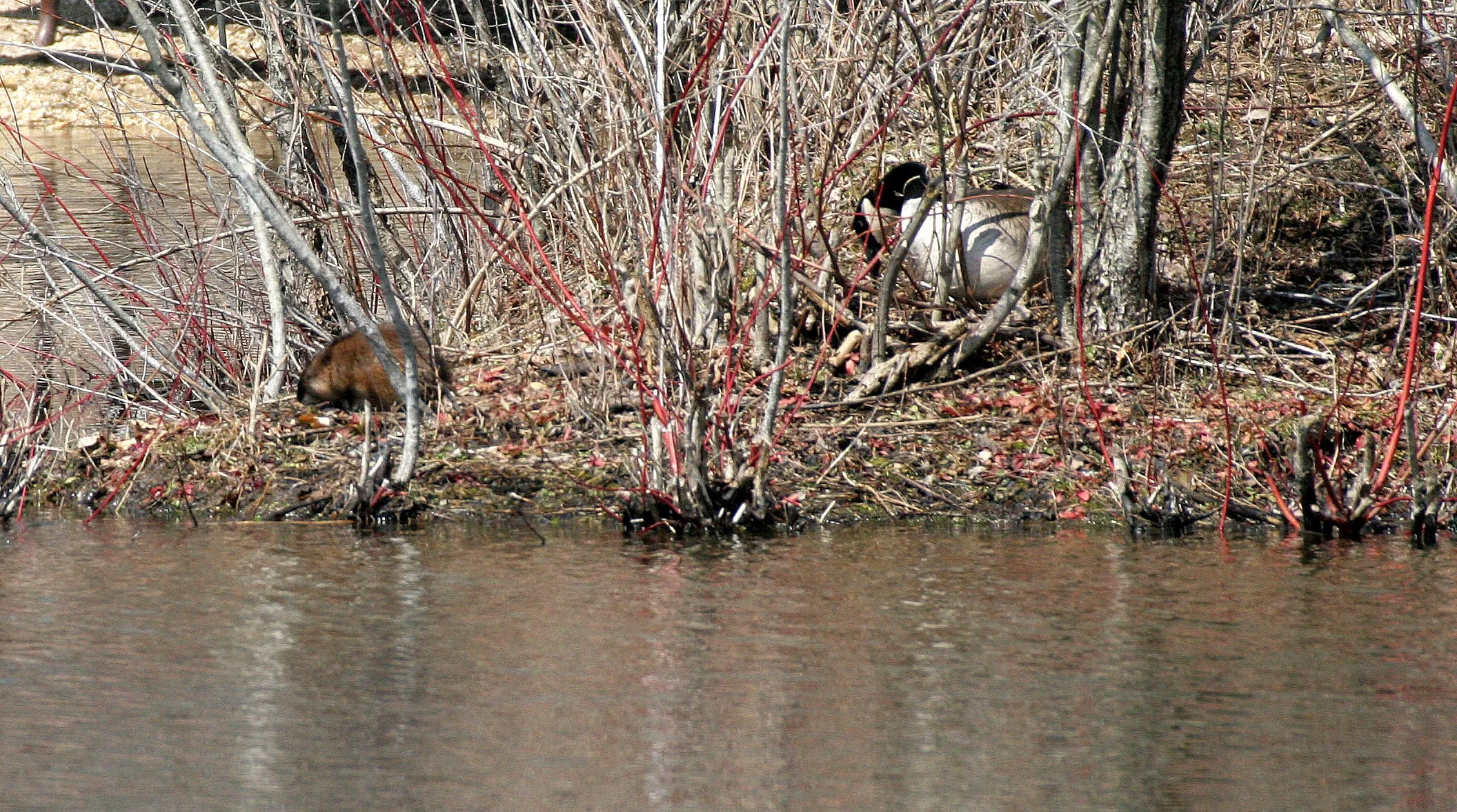 Ondatra zibethicus - MUSKRAT - PRATT'S WAYNE WOODS ILLINOIS (2).JPG