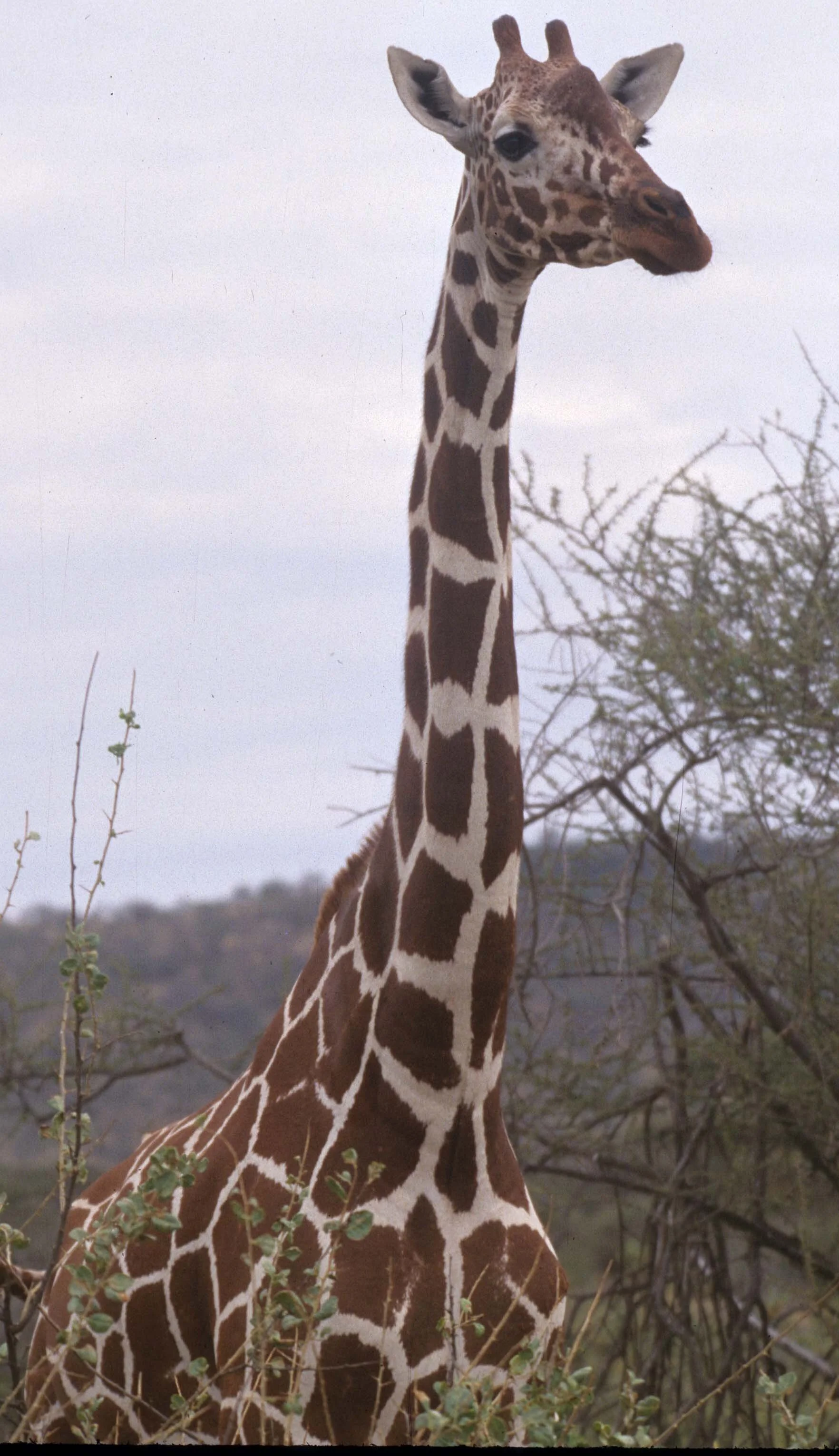 GIRAFFE-RETICULATED - SHABA 4.jpg