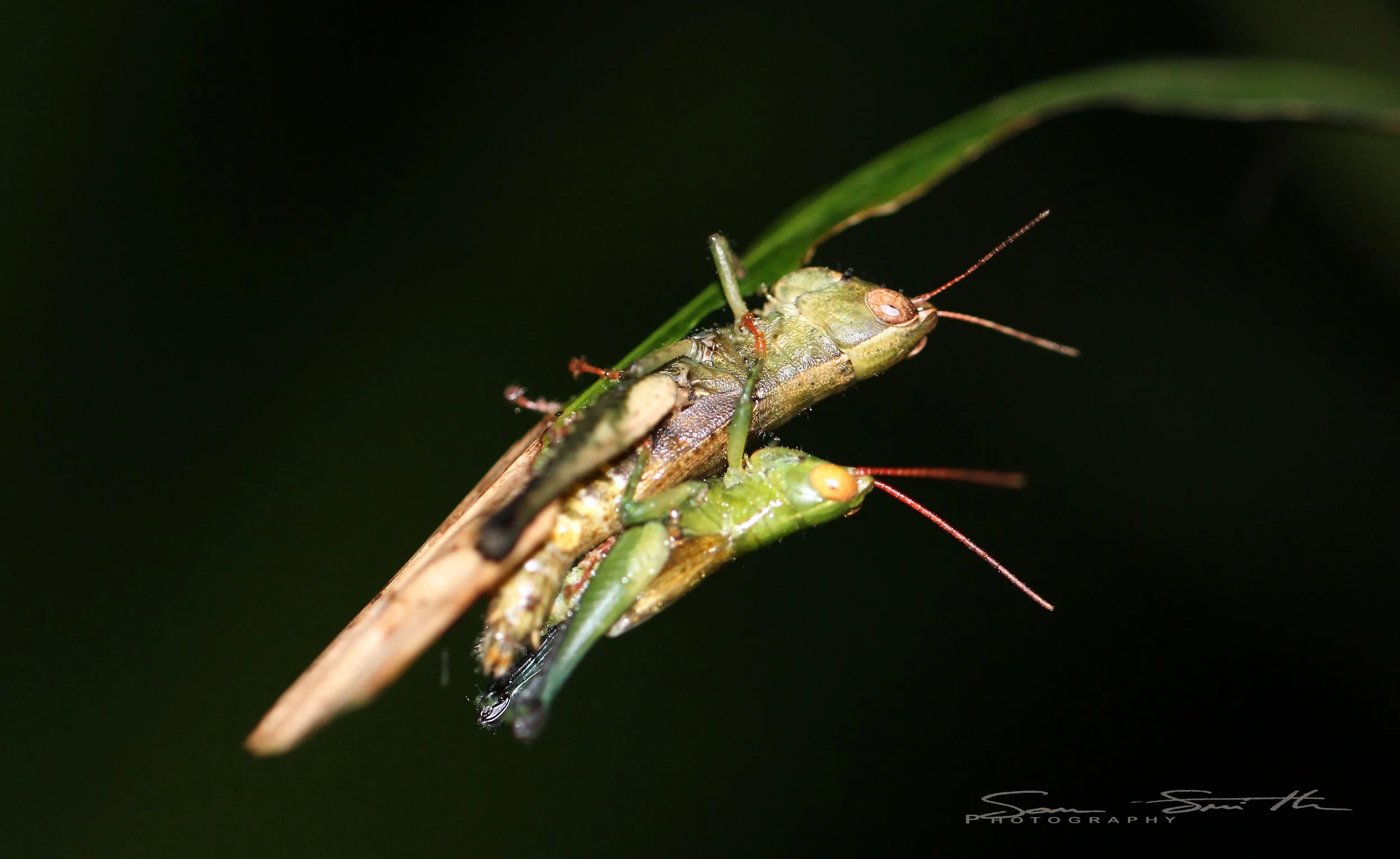 Acrididae - Species 19 - Koh Lanta, Thailand 