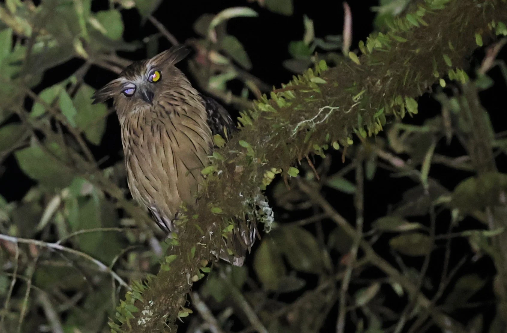 OWL - BUFFY FISH OWL - Ketupa ketupu - KRUNG CHING, KHAO LUANG NP, JAN 2022 (25).jpg