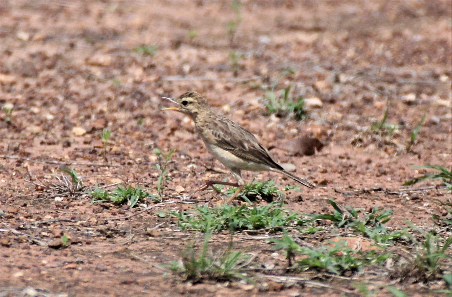 Paddyfield Pipit (Anthus rufulus) SI THEP HISTORICAL SITE PETCHABUN.jpg