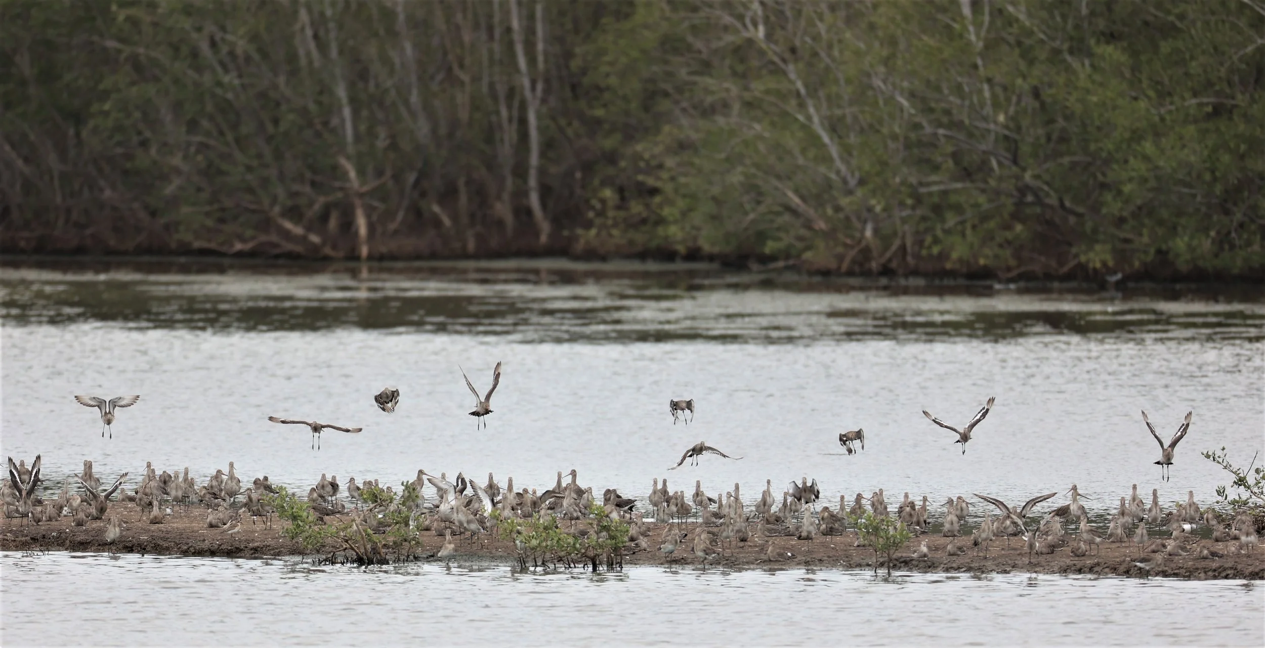 GODWIT - BLACK-TAILED GODWIT - Limosa limosa - BANG PU FOREST RESERVE SEPT 12 2021 (2).jpg