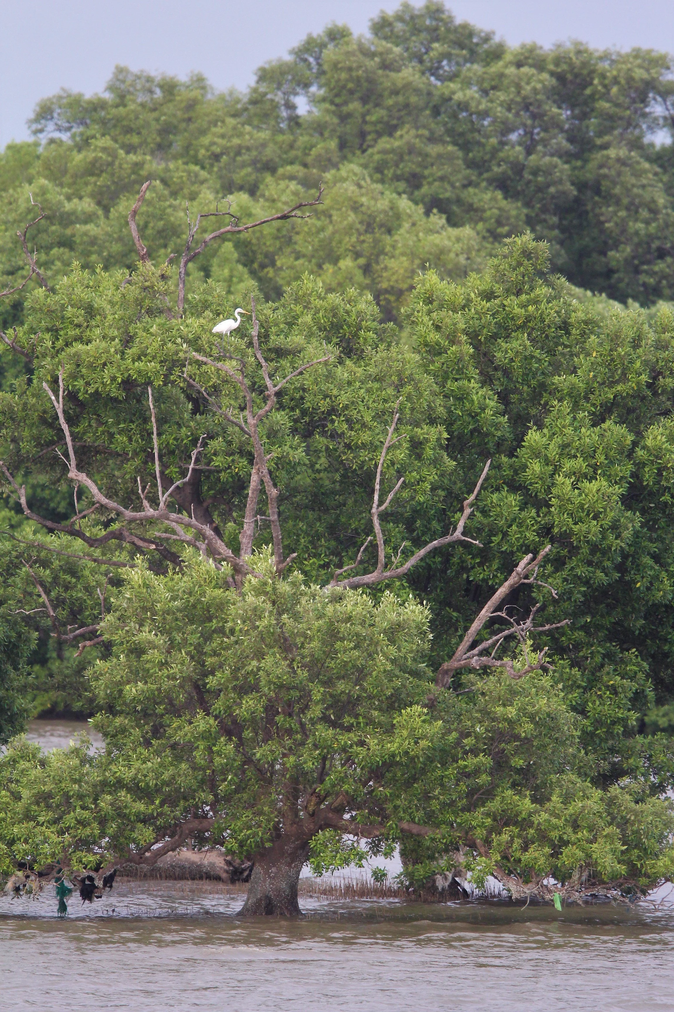 2019 Ban Pak Khlong Pramong in Chachoengsao Whale Trip (9).JPG