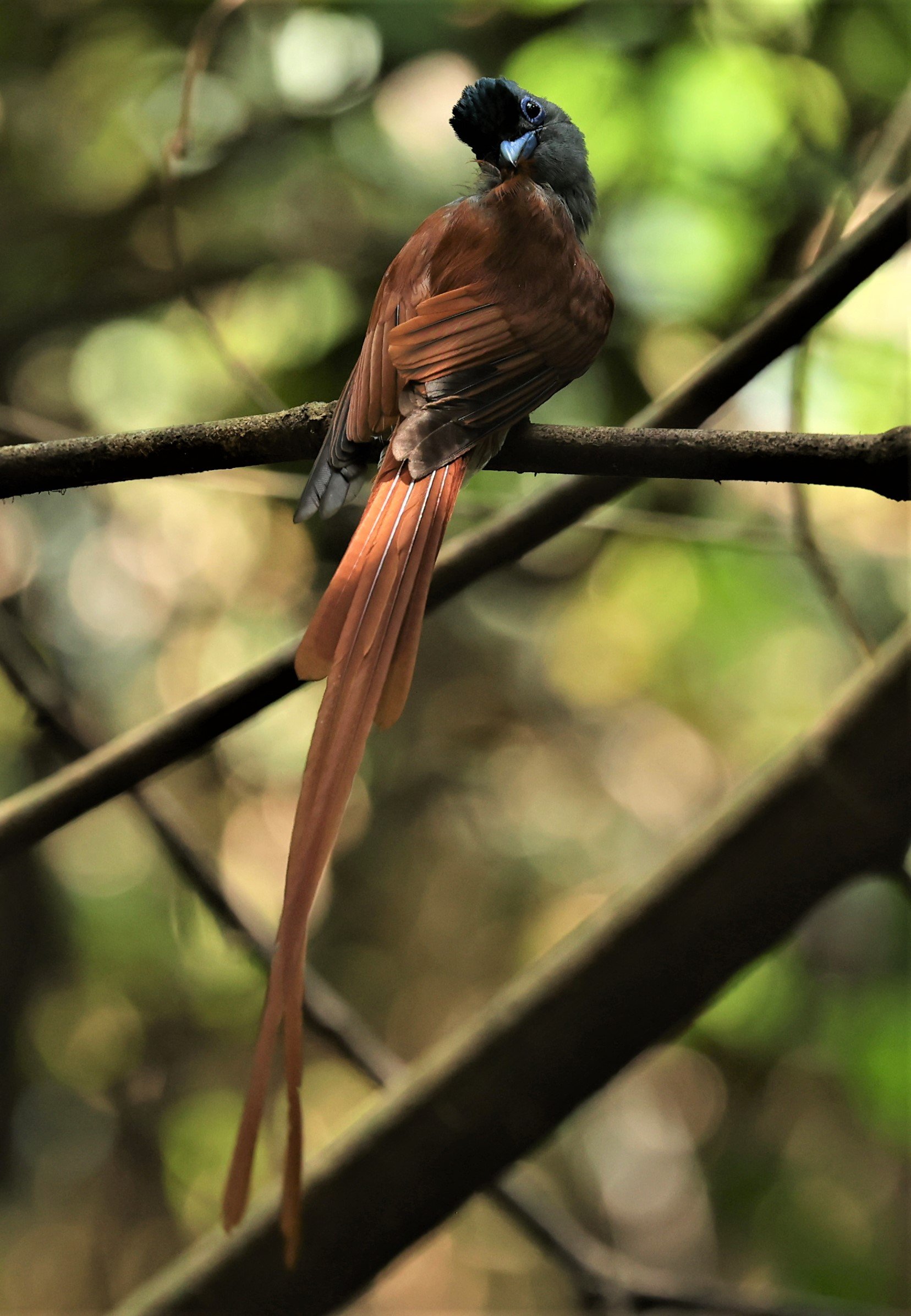 PARADISE-FLYCATCHER - BLYTH'S PARADISE-FLYCATCHER - Terpsiphone affinis - KRUNG CHING, KHAO LUANG NP NST, APRIL 2022 (22).jpg