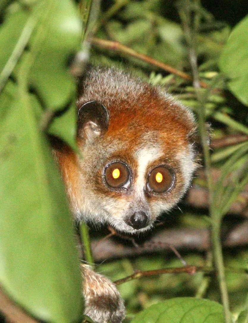 Lorisidae Xanthonycticebus pygmaeus Pygmy Slow Loris — Coke Smith Wildlife
