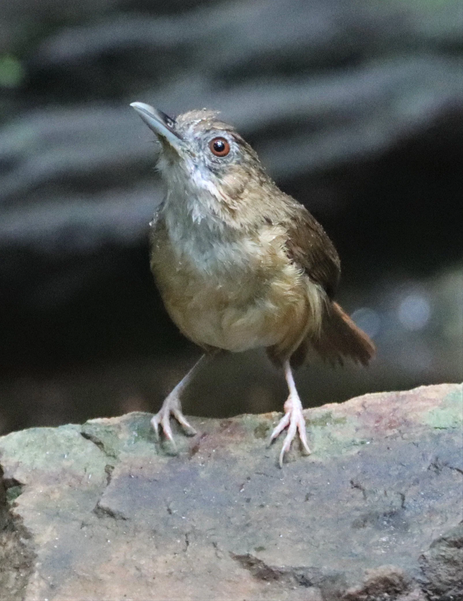 BABBLER - ABBOTT'S BABBLER - Malacocincla abbotti - KAENG KRACHAN LUNG SIN HIDE (10).jpg