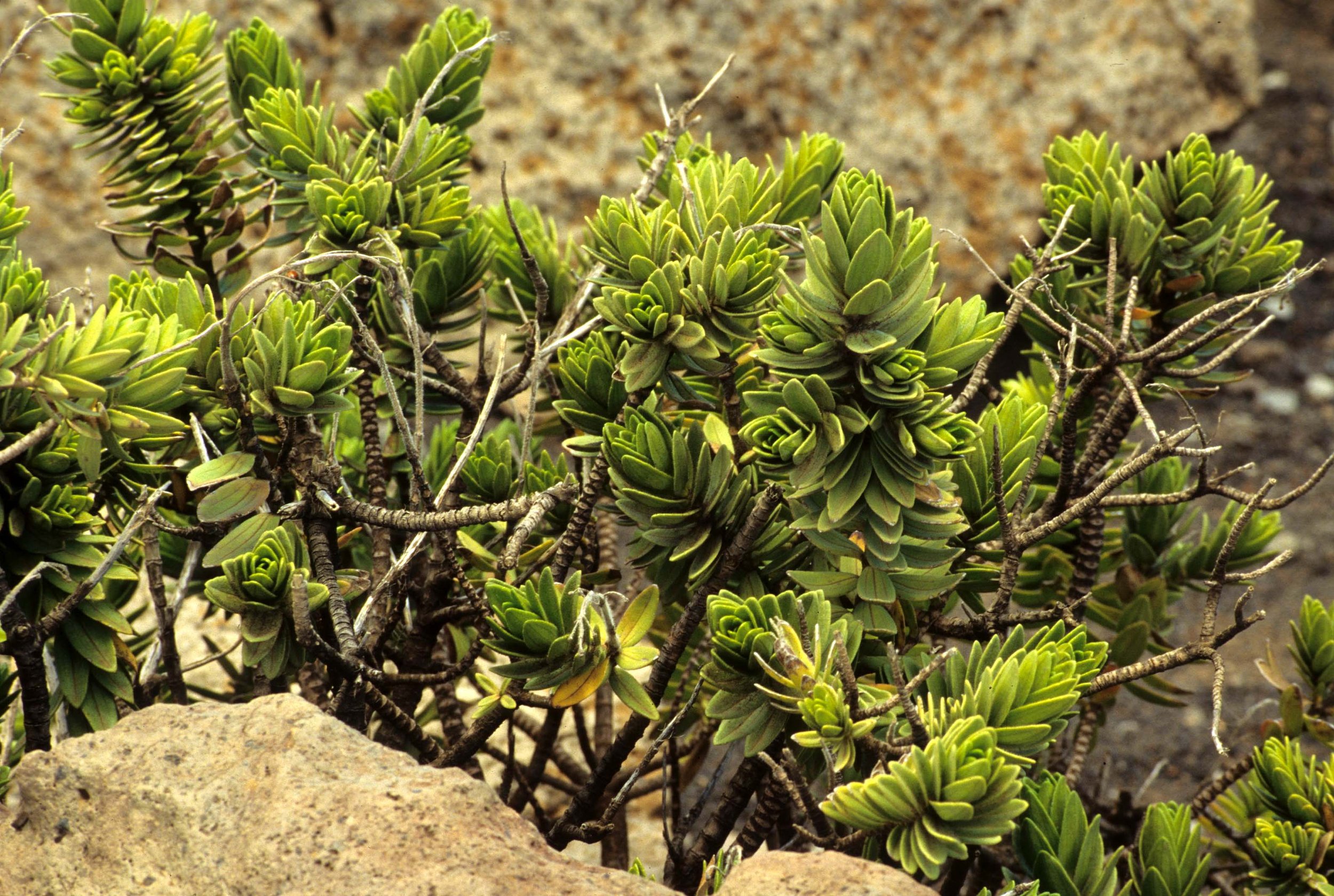 HAWAII - PLANT SPECIES.jpg