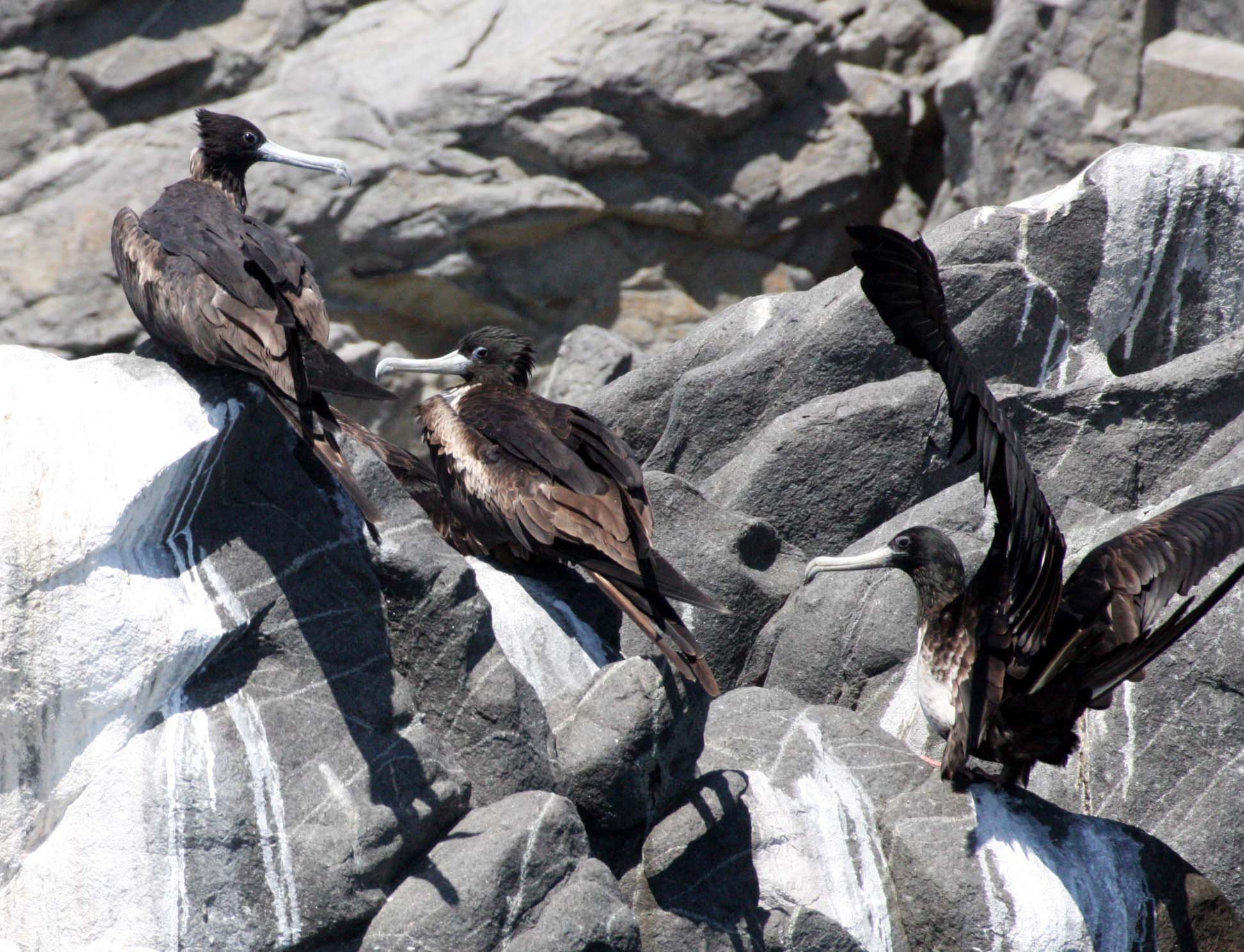 Magnificent Frigatebird (Fregata magnificens) Isla Santa Catalina, Baja Mexico (8).JPG