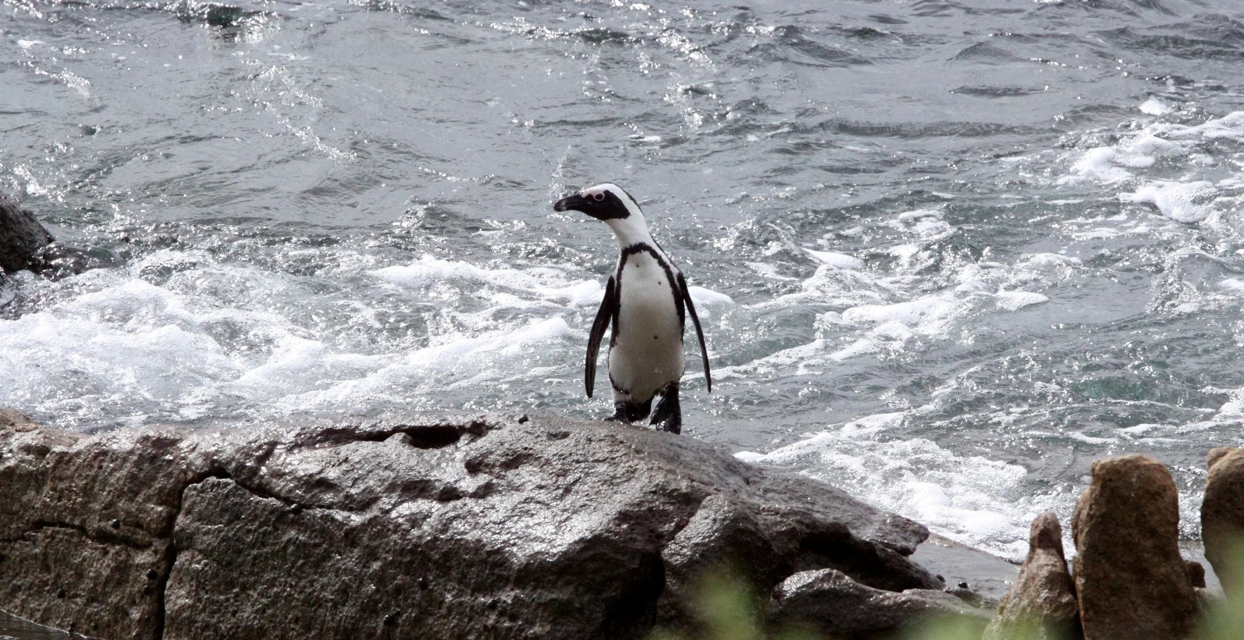 Jackass or African Penguin (Spheniscus demersus) Simon's Town Rookery, Table Mountain NP South Africa (80).JPG