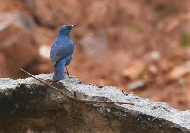 THRUSH - BLUE ROCK-THRUSH - Monticola solitarius -KHAO YAI NATIONAL PARK MARCH 2022 (4).jpg