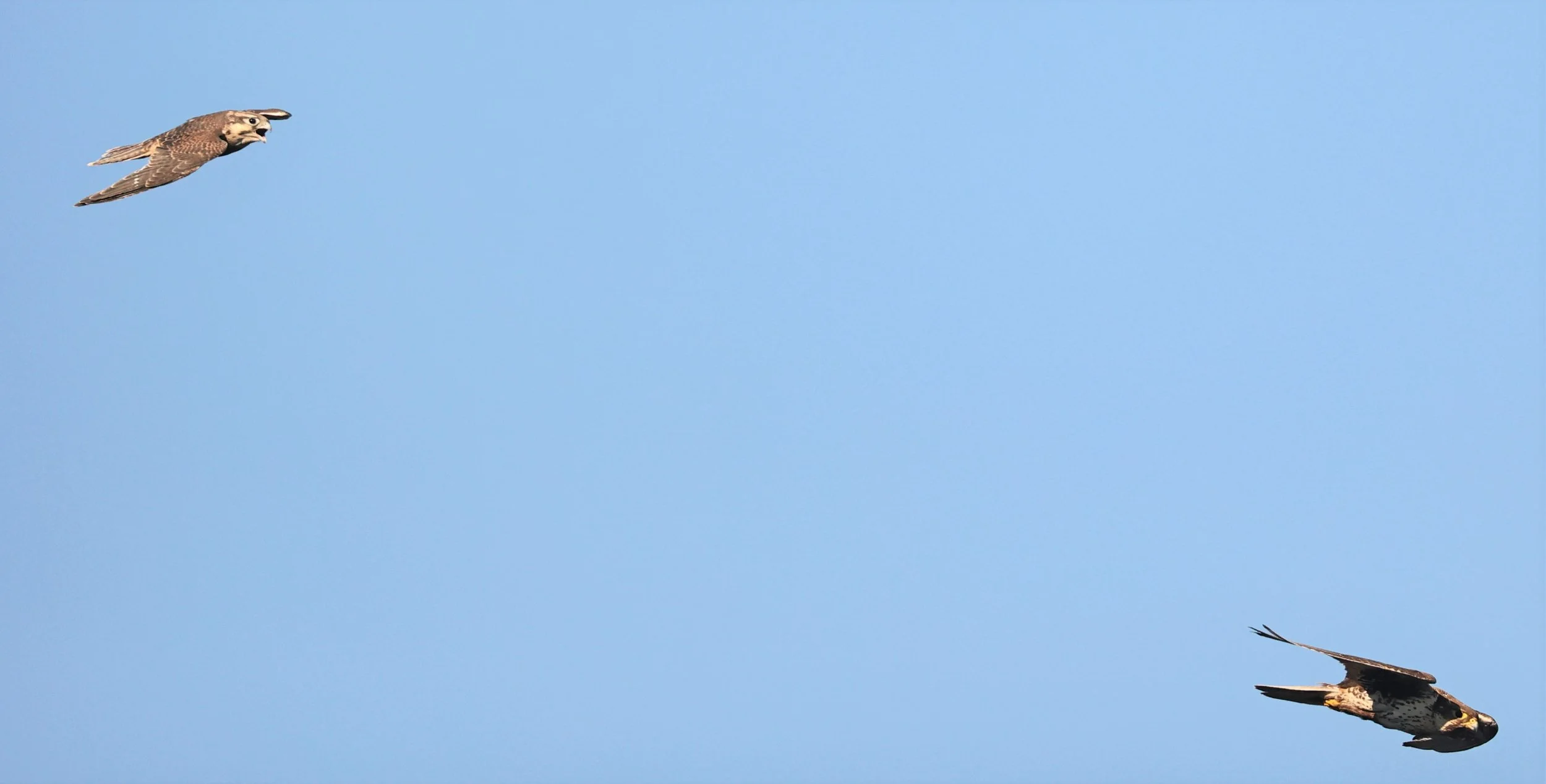 Falco mexicanus - PRAIRIE FALCON - MORLEY NELSON SNAKE RIVER BIRDS OF PREY NRA (64).jpg