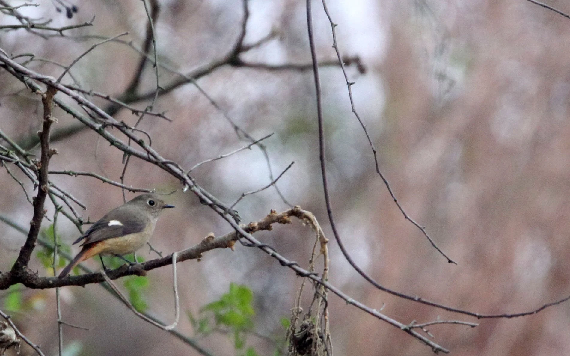 BIRD - REDSTART - DAURIAN REDSTART - PHOENICURUS AUROREUS -  NANJI HILL RESERVE POYANG LAKE, JIANGXI PROVINCE, CHINA (5).JPG