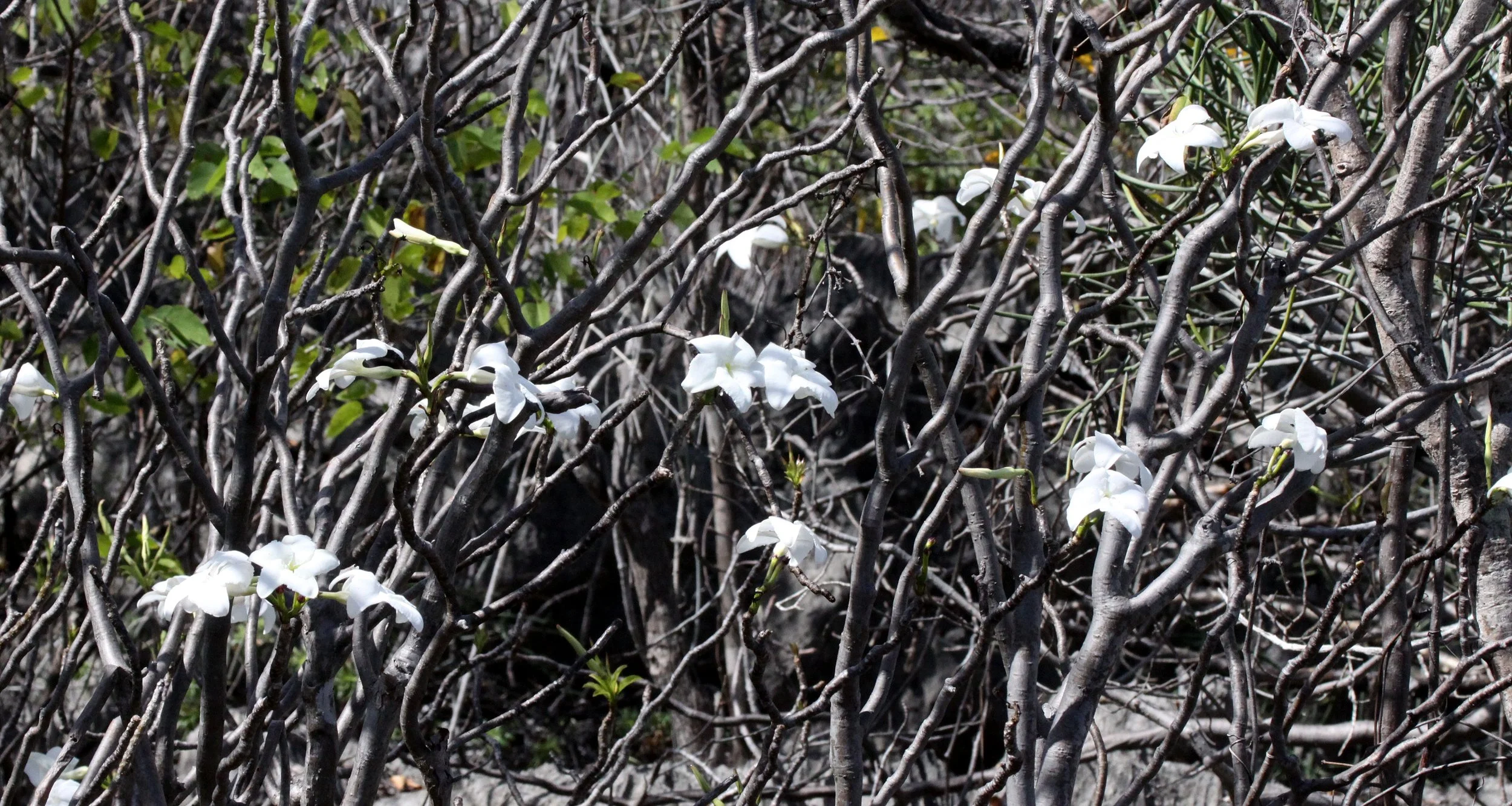 PLANT - PACHYPODIUM SPECIES - ANKARANA NATIONAL PARK MADAGASCAR (2).JPG