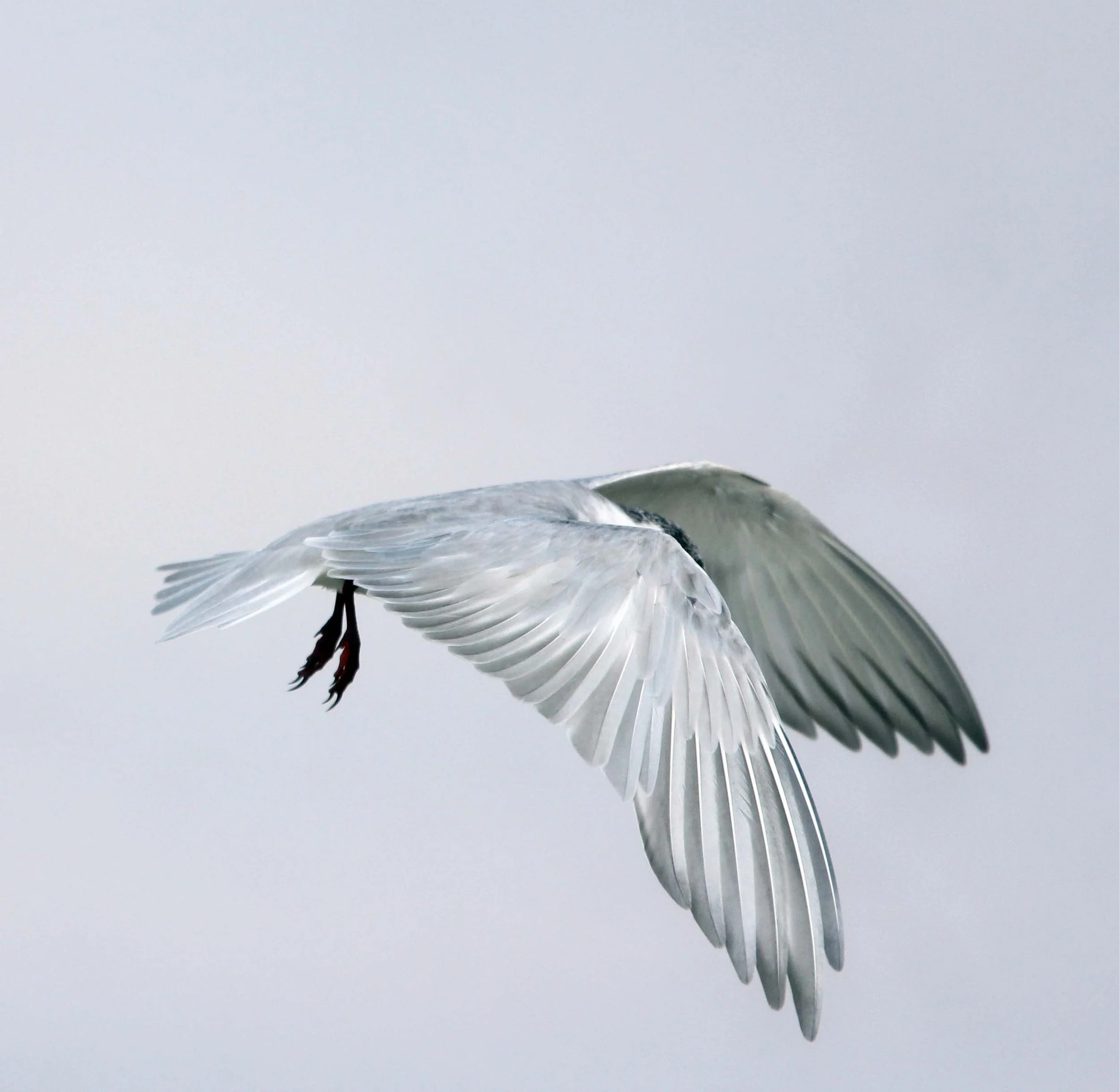 TERN - COMMON TERN - Sterna hirundo - THALE NOI WATERBIRD PARK - PHATTHALUNG 4 (3).JPG