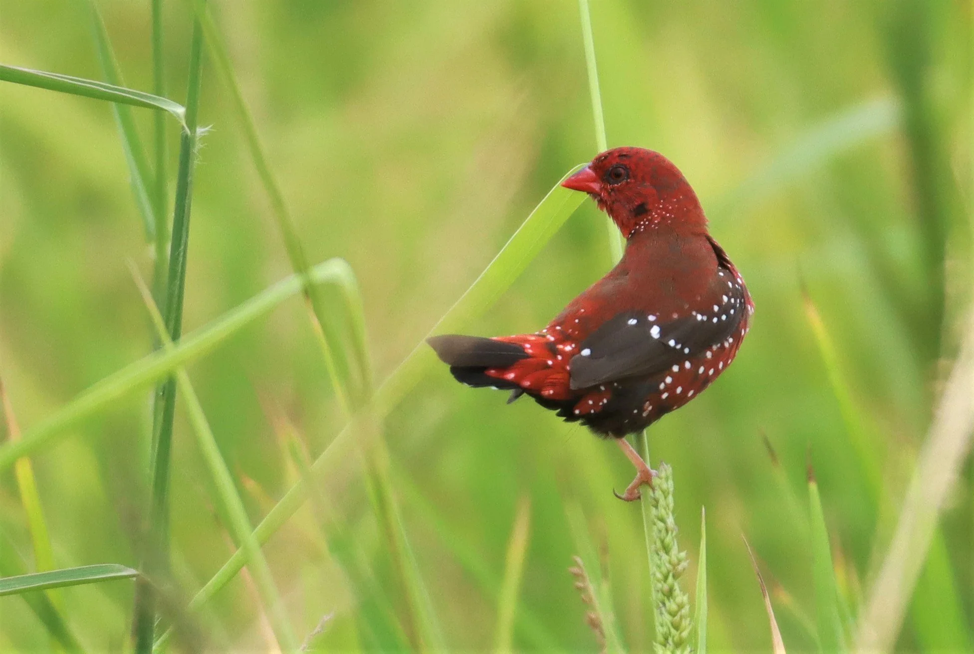 RED AVADAVAT - Amandava amandava - LAD KRABANG  THAP YAO RICE FIELDS AUGUST 14 2021 (84).jpg
