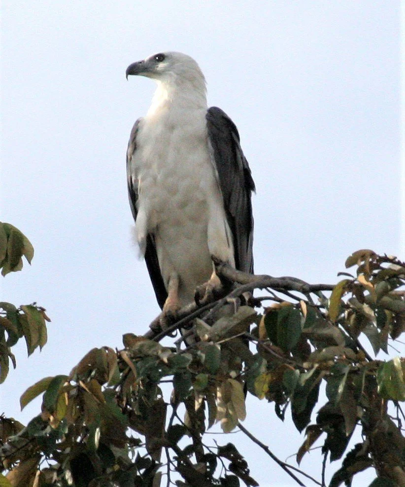 Haliaeetus leucogaster - WHITE-BELLIED SEA EAGLE - KINABATANGAN RIVER BORNEO aa5.jpg
