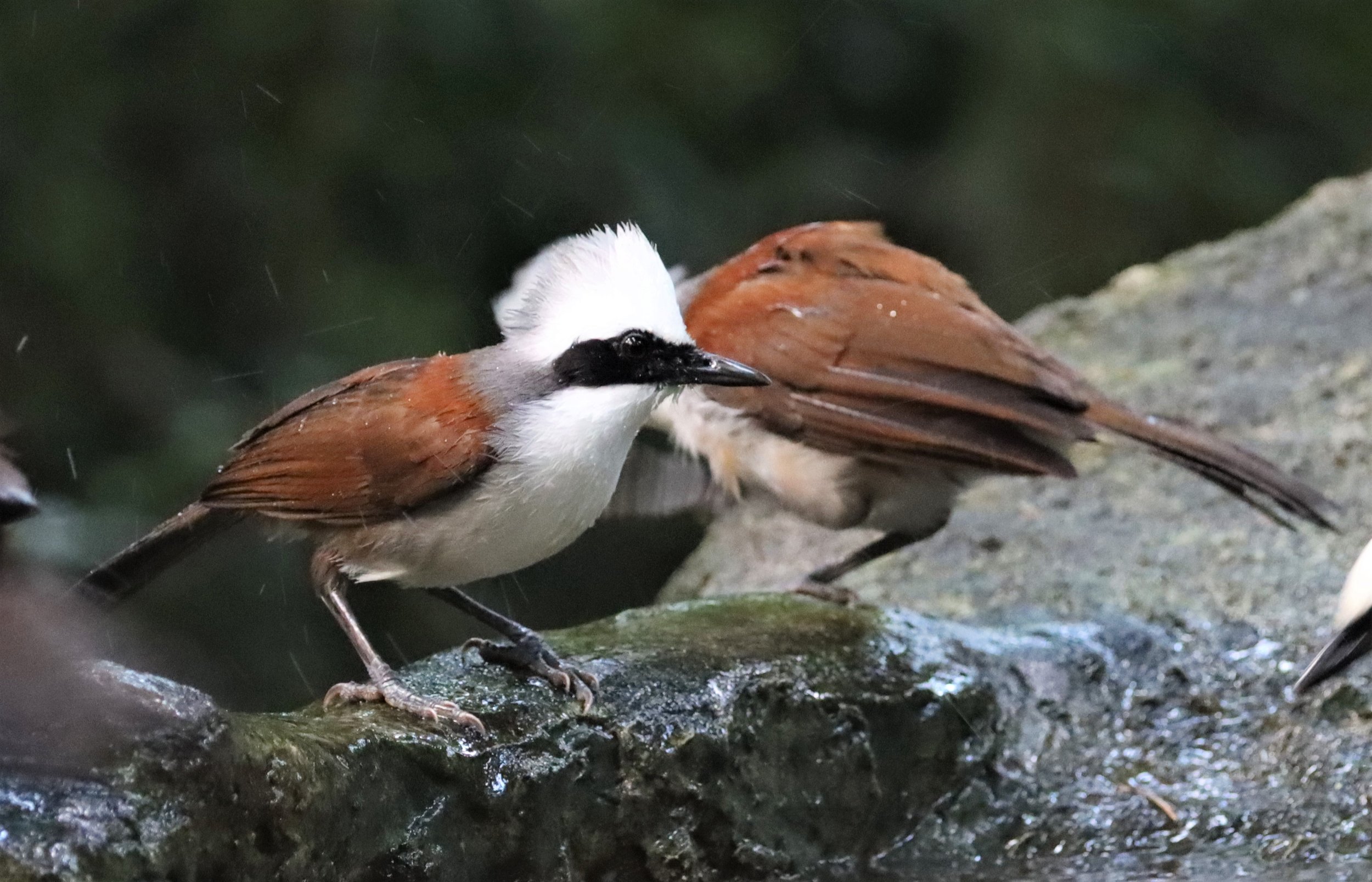 LAUGHINGTHRUSH - WHITE-CRESTED LAUGHINGTHRUSH - Garrulax leucolophus - WAT THAM PRATHUN CHONBURI (46).jpg