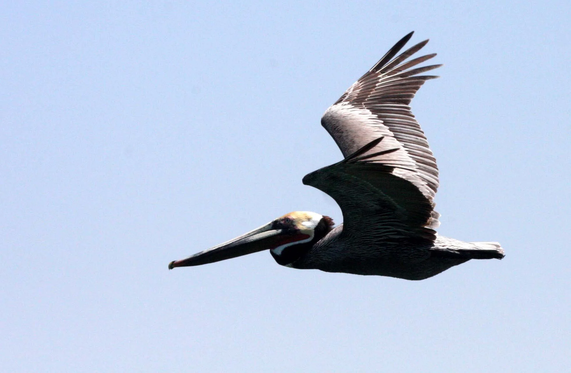 Pelecanus occidentalis - BROWN PELICAN - SAN IGNACIO LAGOON BAJA MEXICO (49).JPG