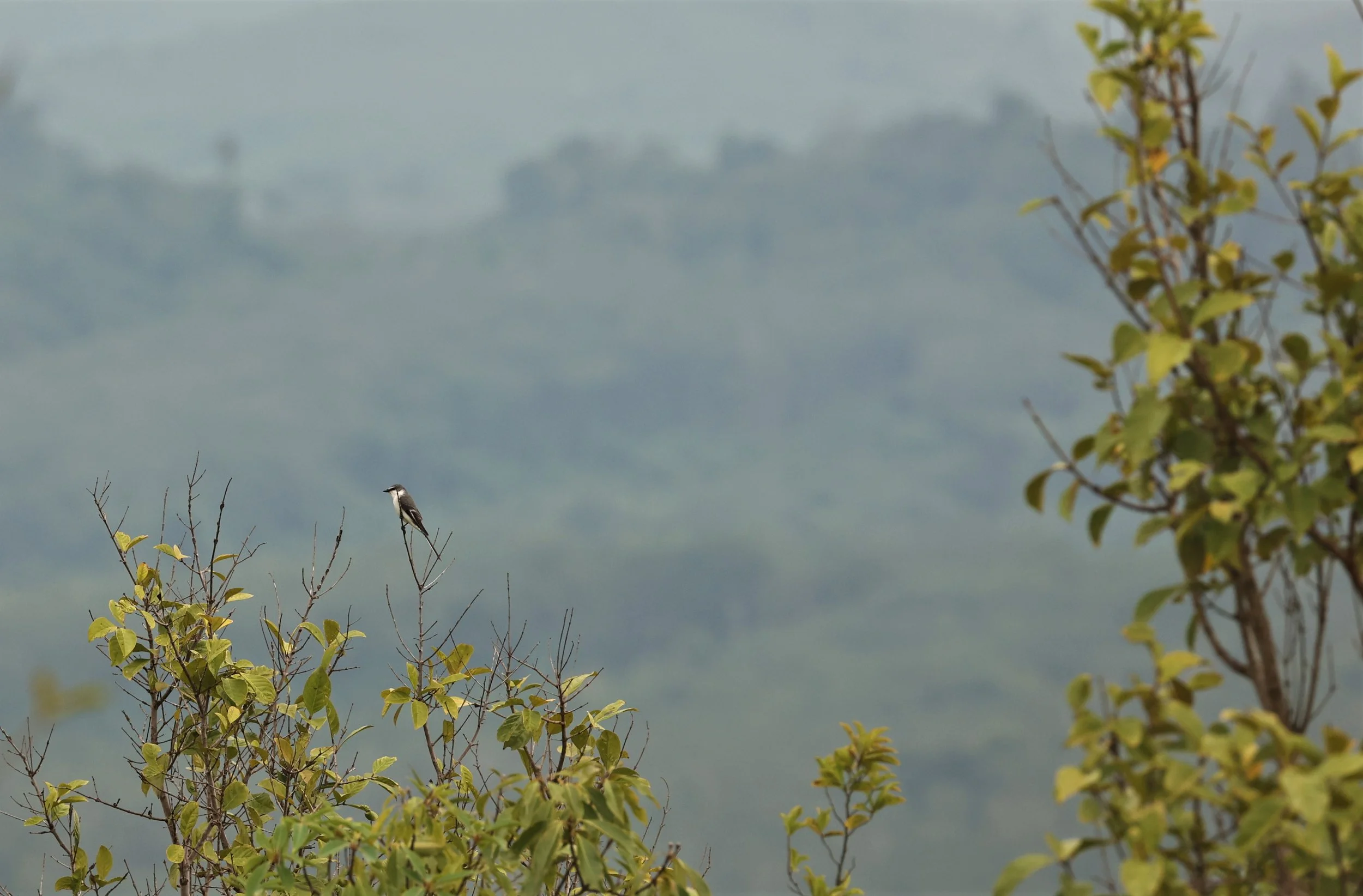 Ashy Minivet (Pericrocotus divaricatus) Kaeng Krachan NP Thailand (14).jpg