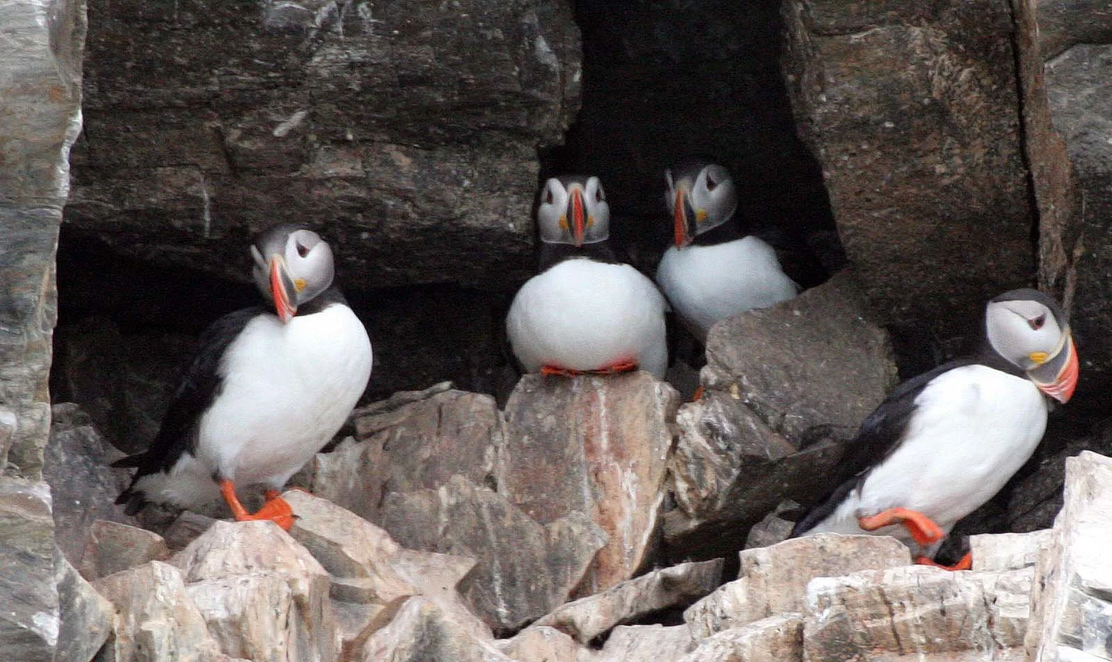 BIRD - PUFFIN - ATLANTID PUFFIN - SVALBARD (58).jpg