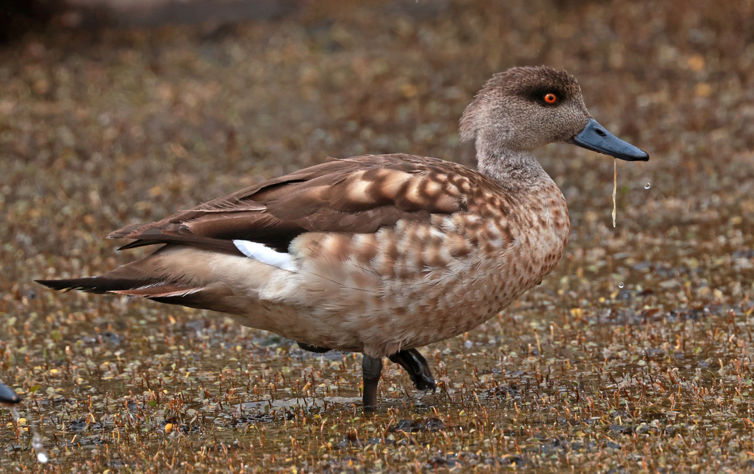 Duck - Crested Duck - Lophonetta specularioides - Lauca National Park, Chile (54).jpg