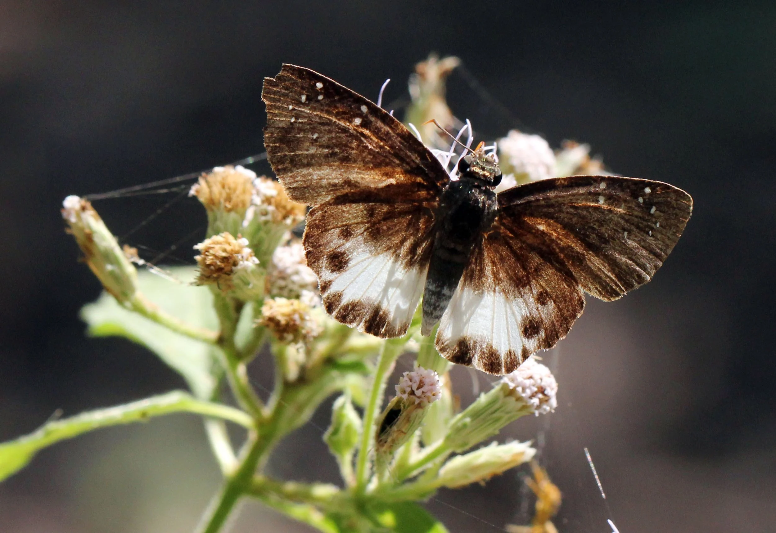 Hesperiidae - Seseria species - Huai Kha Khaeng Thailand