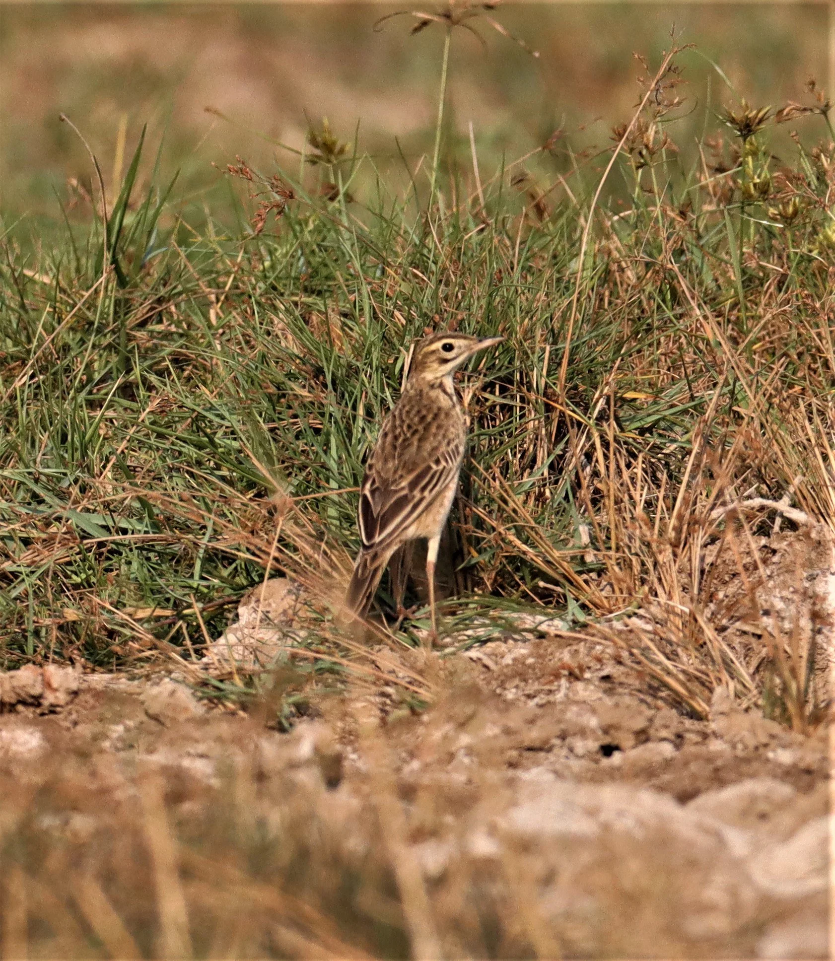 Paddyfield Pipit (Anthus rufulus) BANG KHAEM WETLANDS NAKHON PATHOM (6).jpg