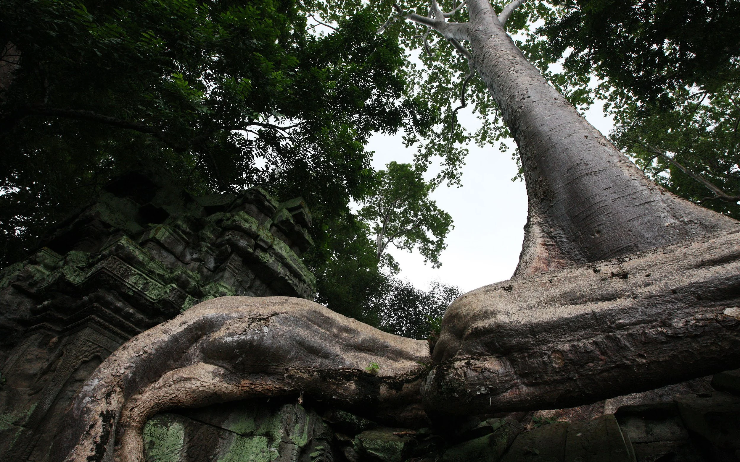 TA PROHM TEMPLE CAMBODIA - JULY 2010 (72).JPG