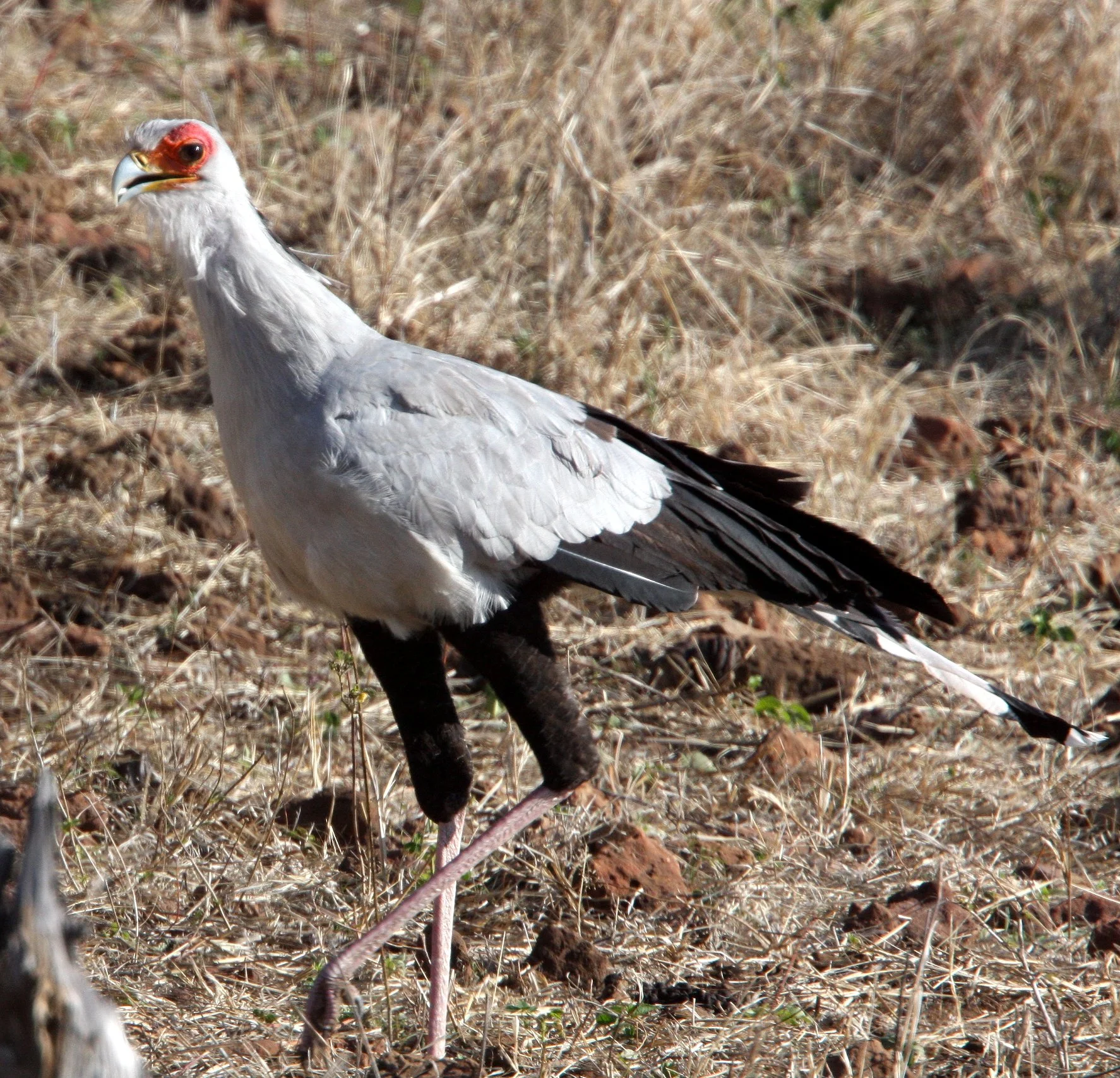BIRD - SECRETARY BIRD - CHOBE NATIONAL PARK BOTSWANA (10).JPG