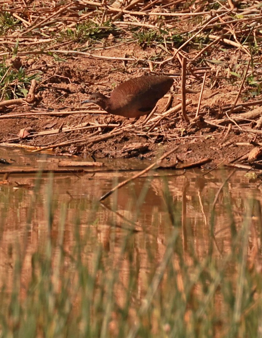 Tinamou - Small-billed Tinamou - Crypturellus parvirostris - Porto Alegre Lodge, Pantanal (3).jpg