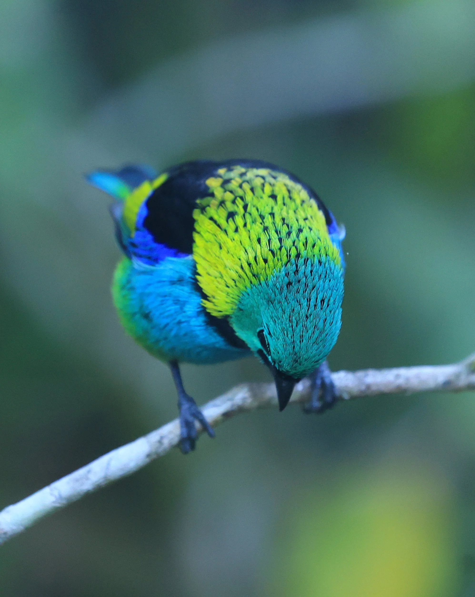 Green-headed Tanager (Tangara seledon)  Superagui National Park, Brazil (194).jpg