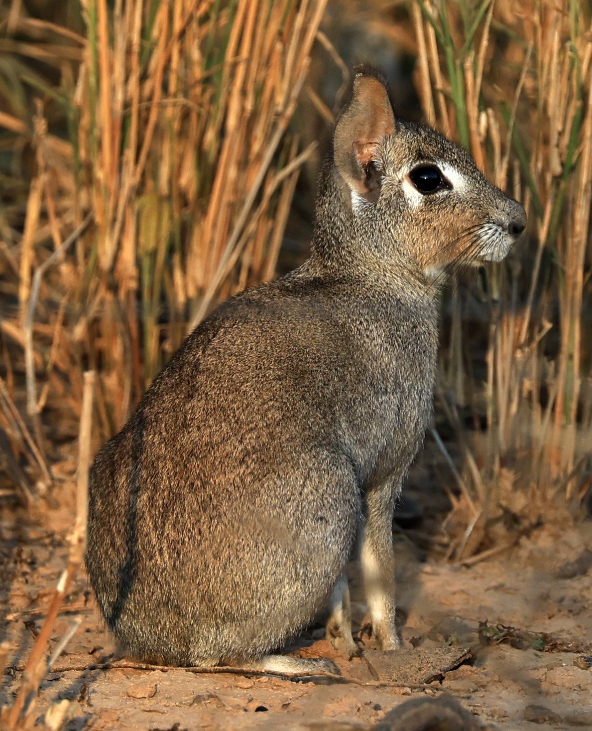Chacoan Mara (Dolichotis salinicola) Aurora Chaquena Reserve, Neuland Mennonite Colony Paraguay (24).jpg
