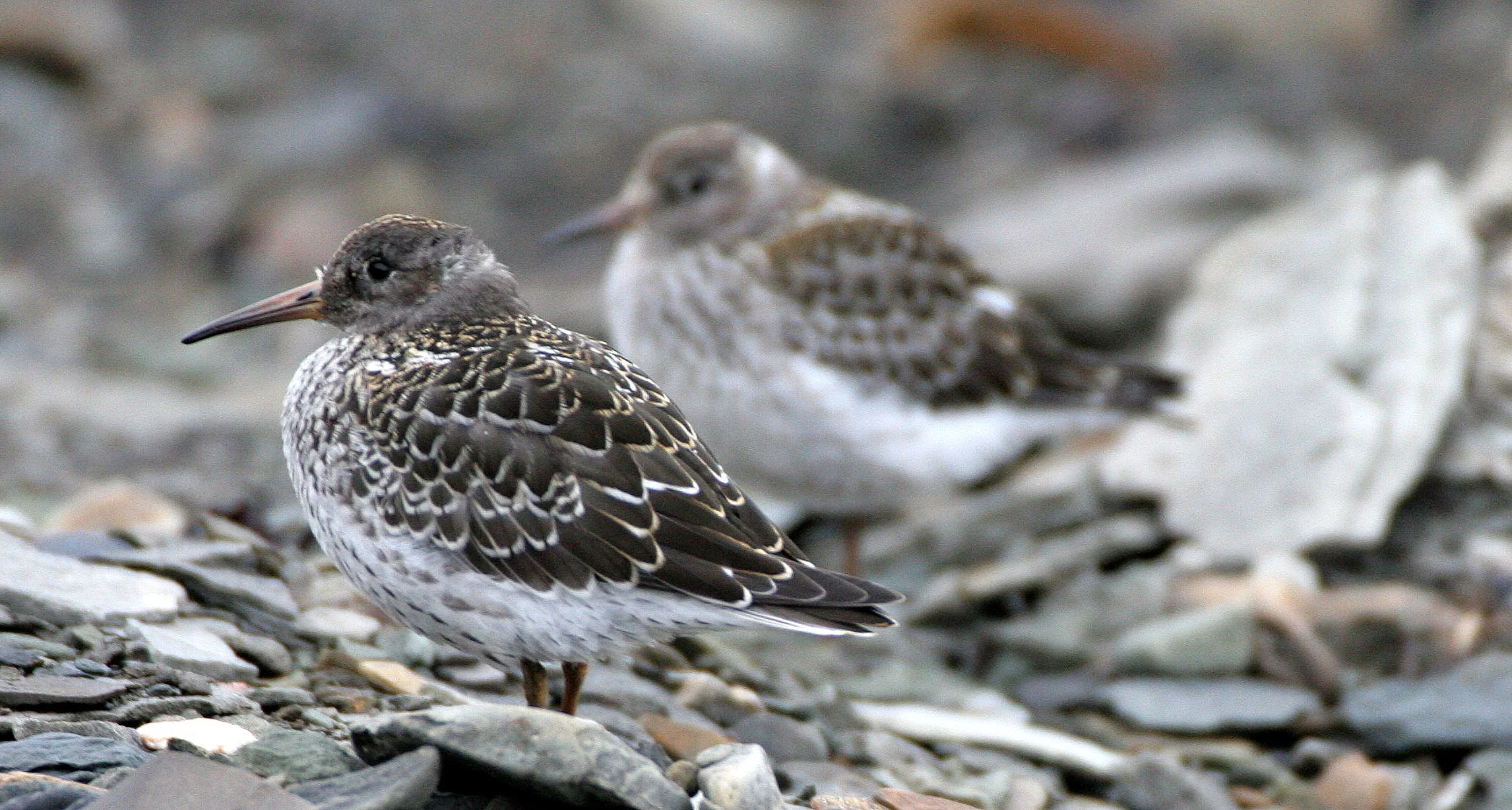BIRD - SANDPIPER - PURPLE SANDPIPER - SVALBARD.jpg