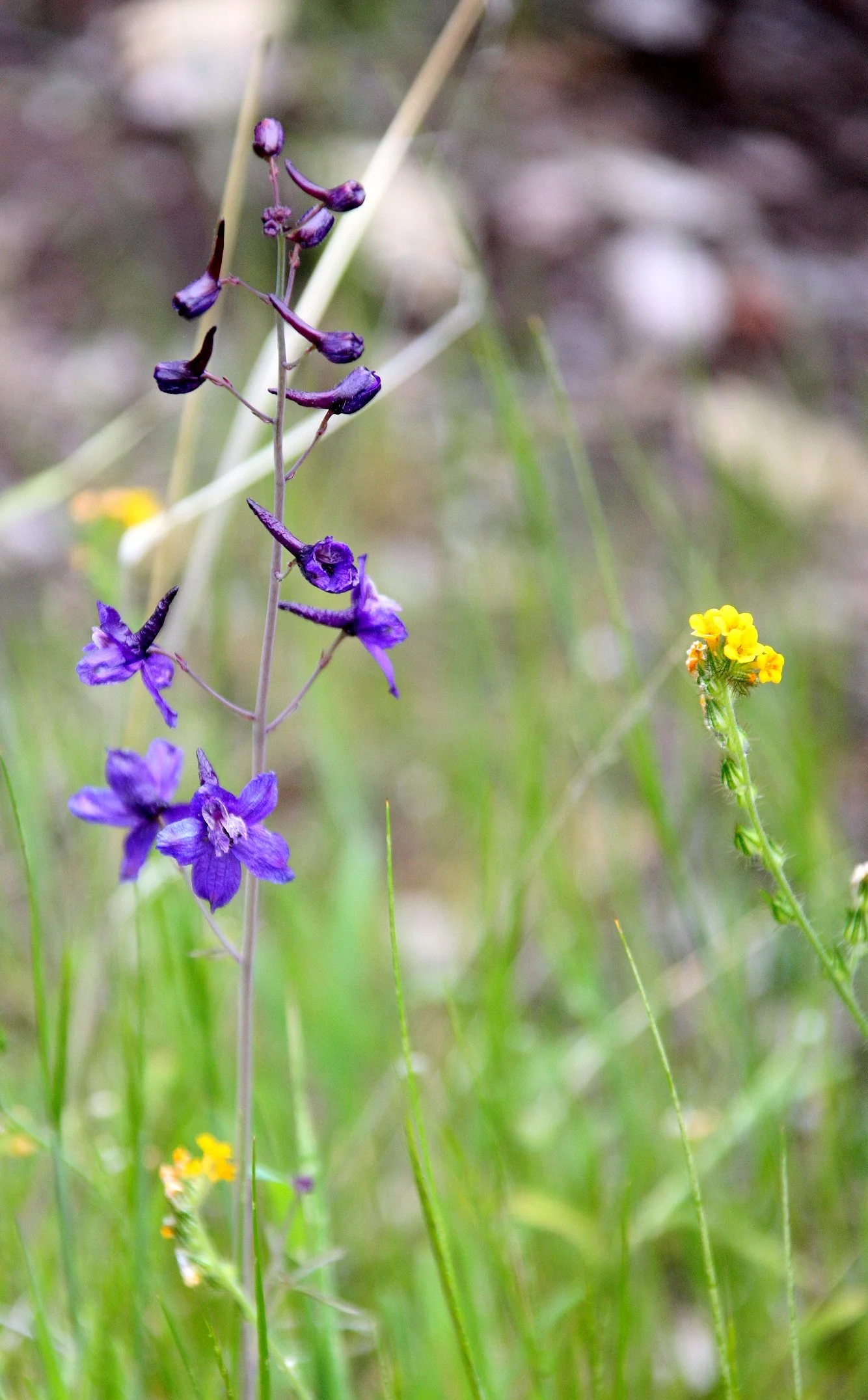 RANUNCULACEAE - DELPHINIUM PATENS - SPREADING LARKSPUR - PINNACLES NATIONAL MONUMENT CALIFORNIA (39).JPG