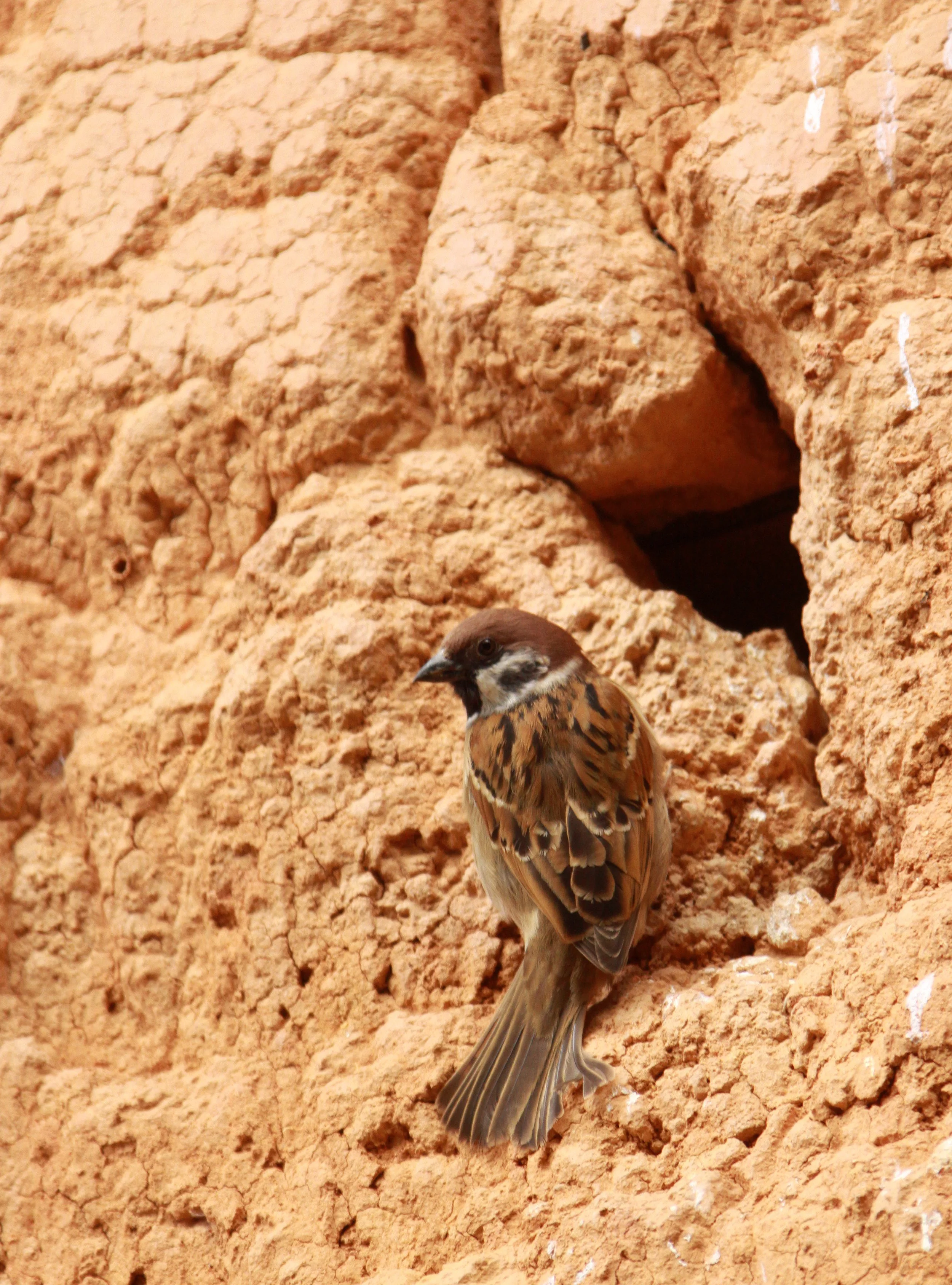 Eurasian Tree Sparrow (Passer montanus) Chengqilou Fujian China (2).JPG