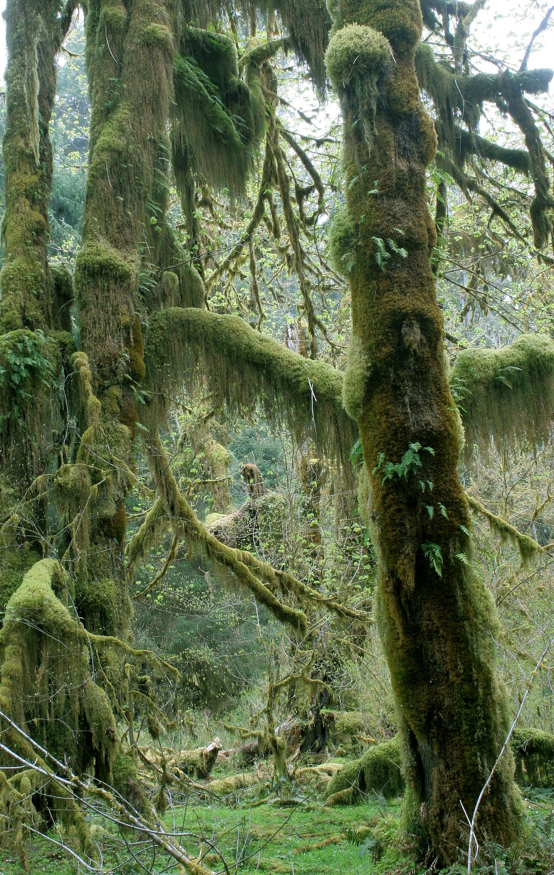HOH RIVER VALLEY - HALL OF MOSSES (39).JPG
